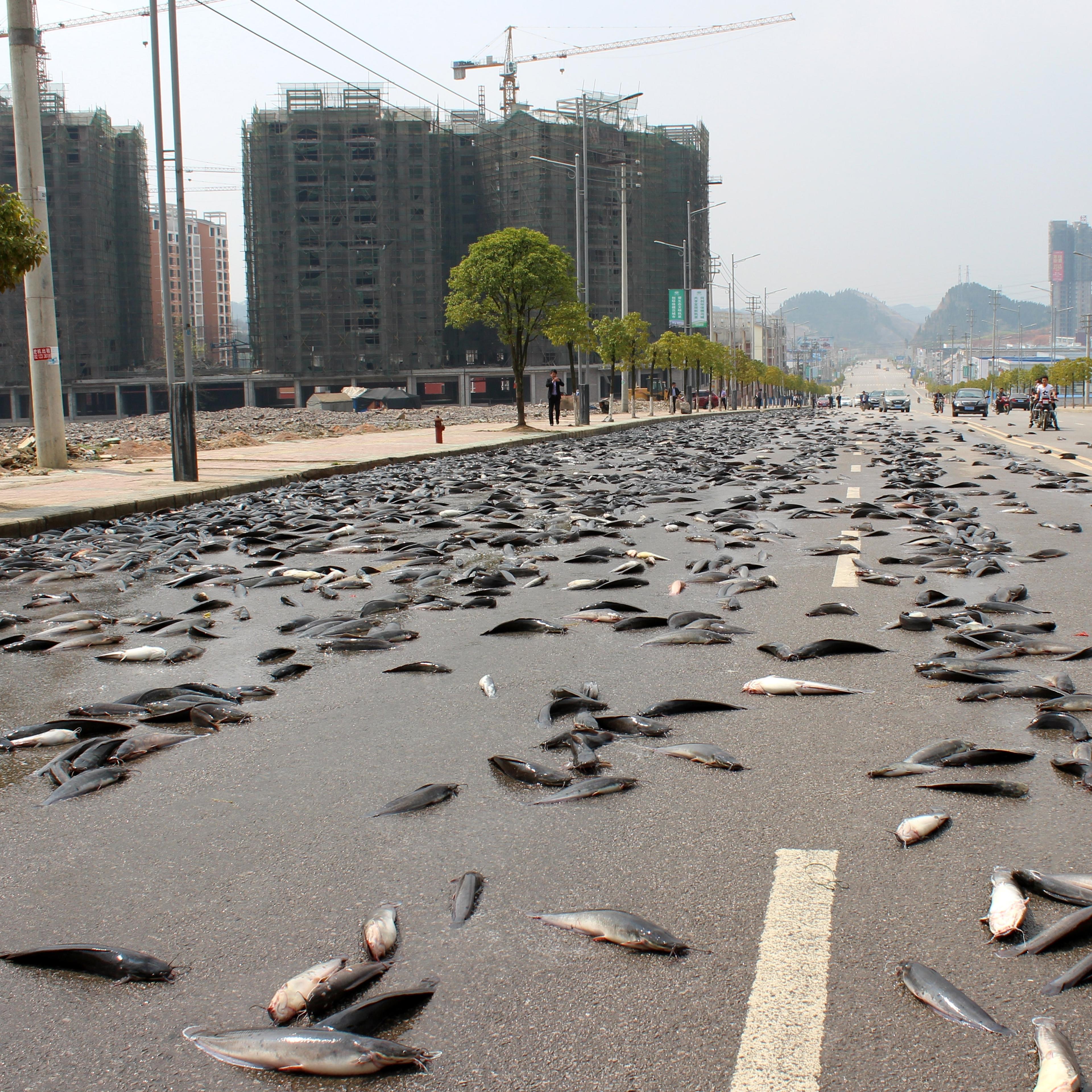 Thousands Of Kilograms Of Catfish Scatter In Kaili