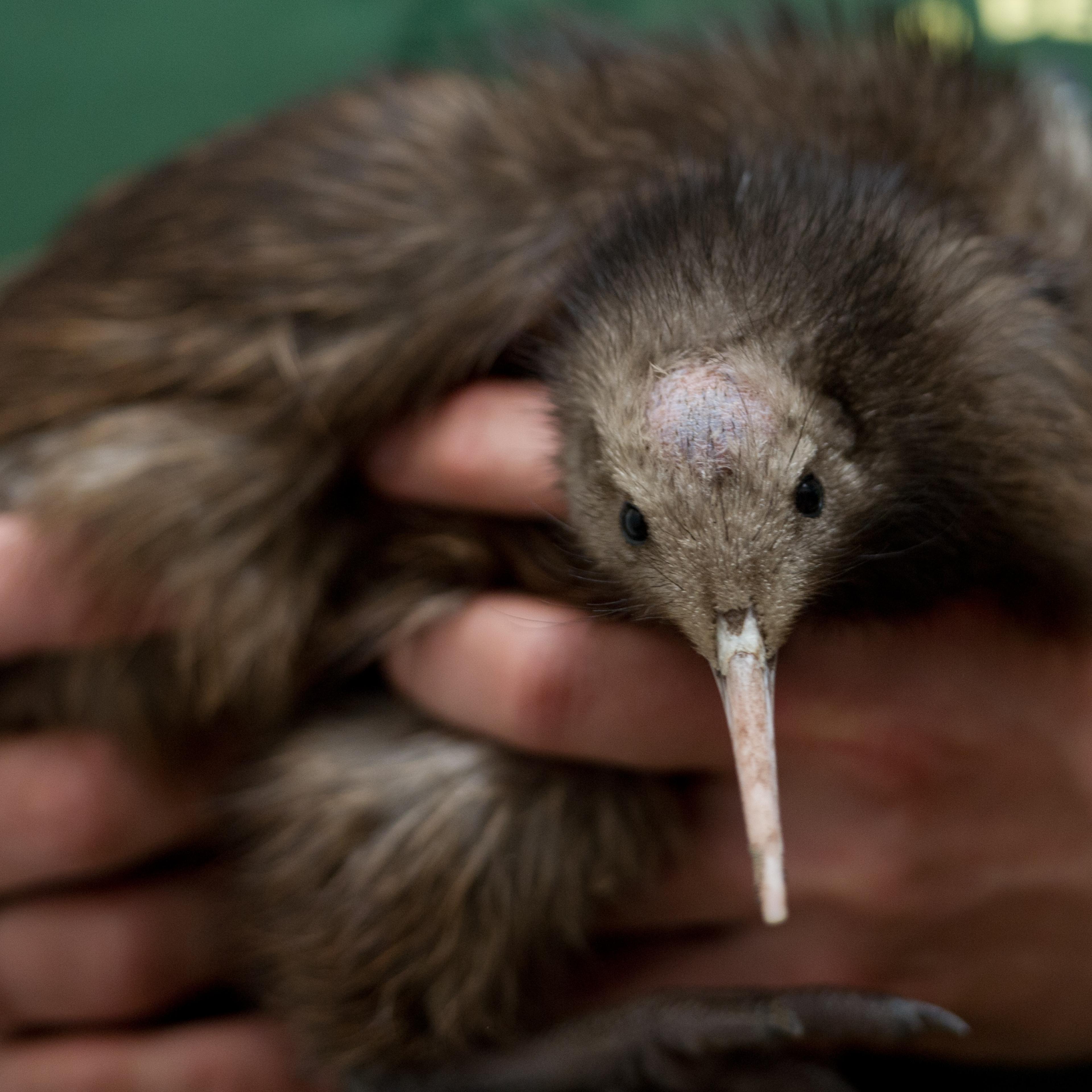 A keeper holds in his hands two Kiwi chi