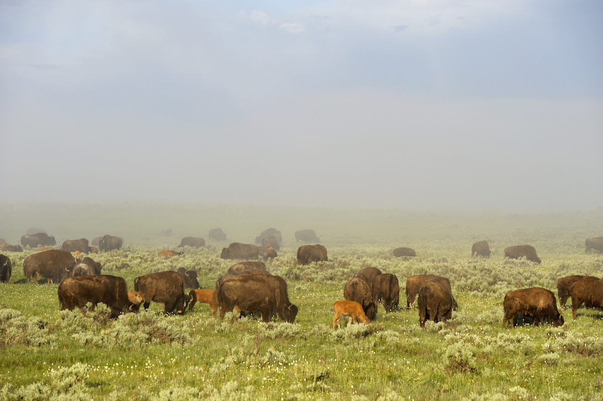 USA, Wyoming, Yellowstone National Park, Hayden Valley With