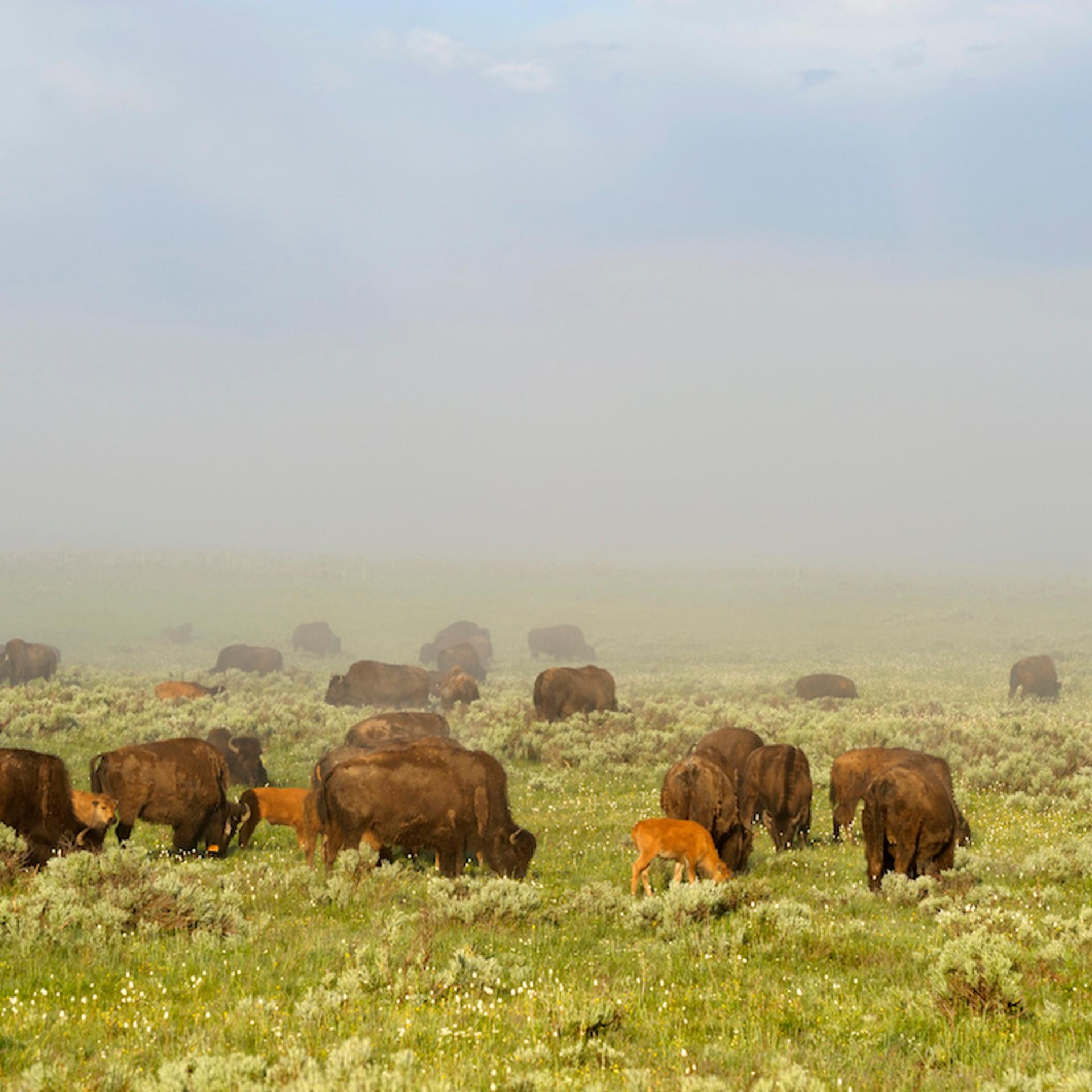 USA, Wyoming, Yellowstone National Park, Hayden Valley With