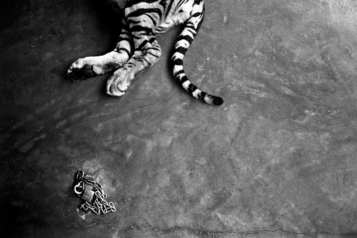 Pattaya, Thailand
<br>
<br>
A young tiger, one of the sideshow attractions for tourists visiting Sriracha Zoo, rests in the midday heat. Visitors can pay to have their photos taken with the animal under the supervision of its handlers.