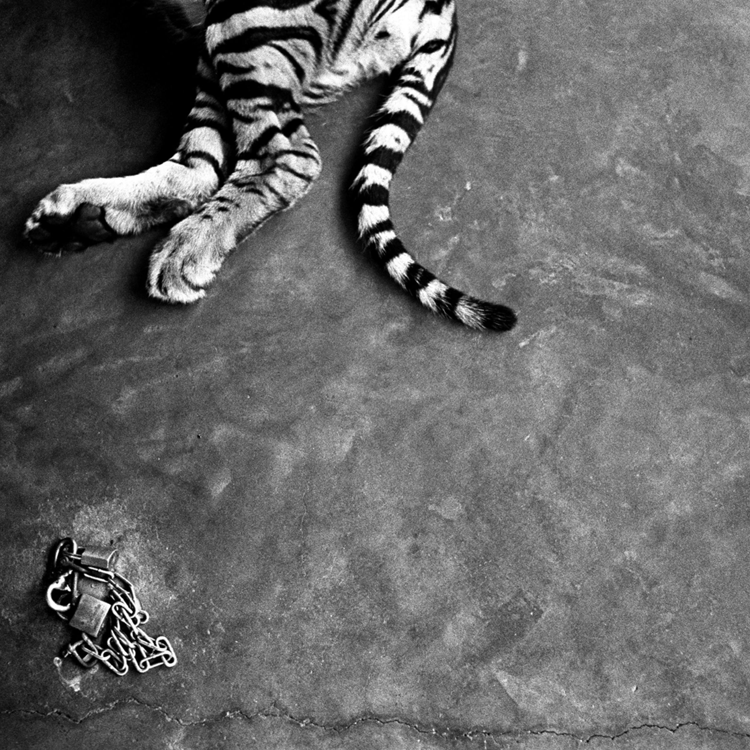 Pattaya, Thailand
<br>
<br>
A young tiger, one of the sideshow attractions for tourists visiting Sriracha Zoo, rests in the midday heat. Visitors can pay to have their photos taken with the animal under the supervision of its handlers.