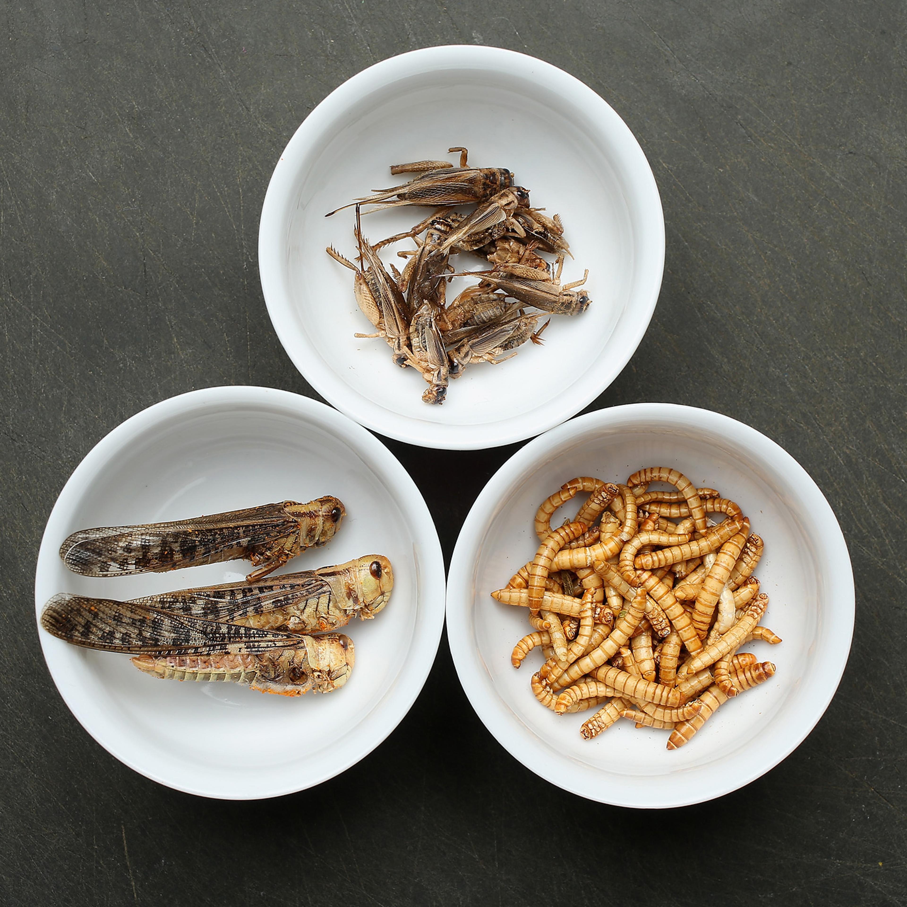 Insects: Our Food Of The Future?
