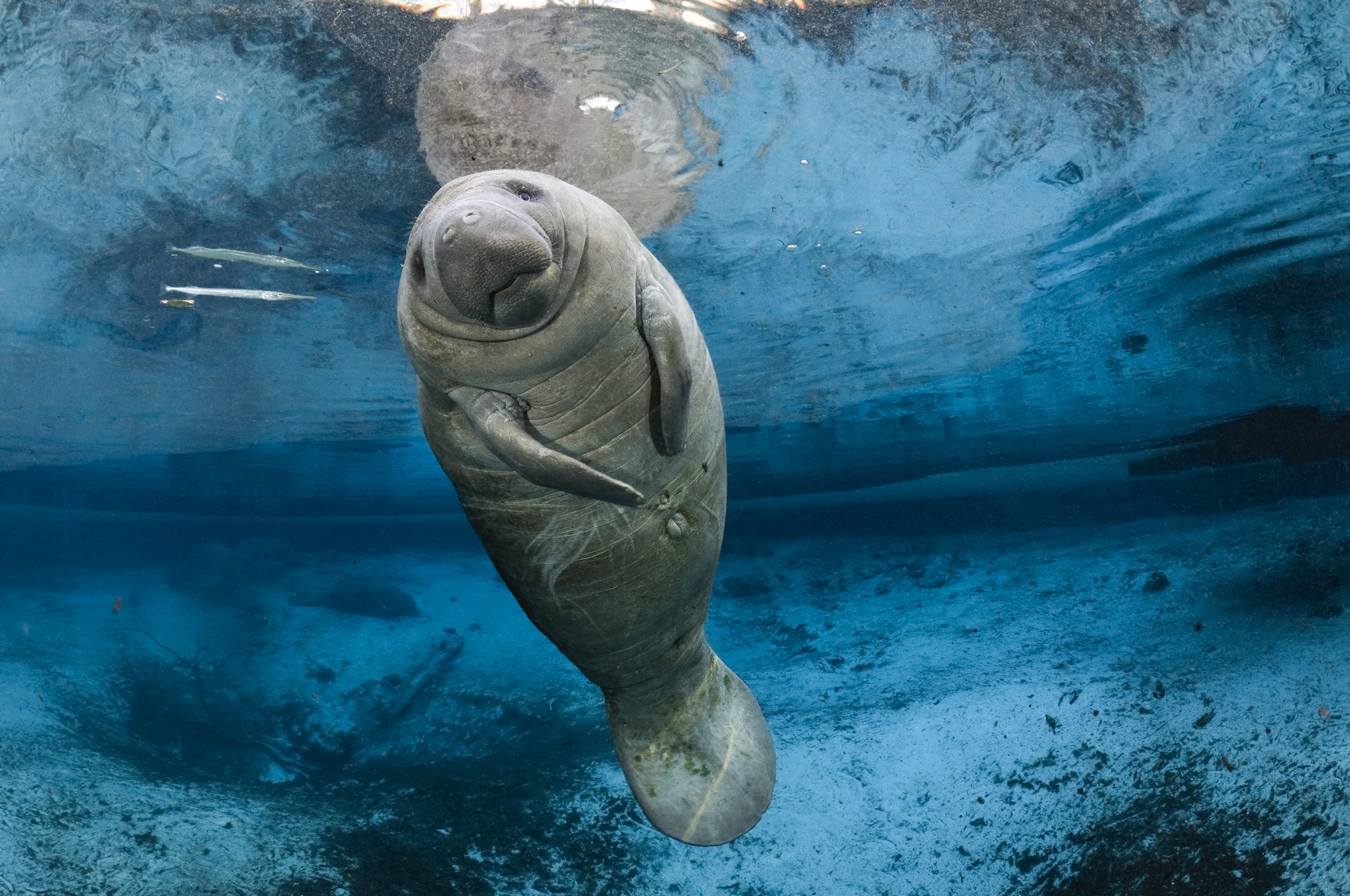manatee endangered species