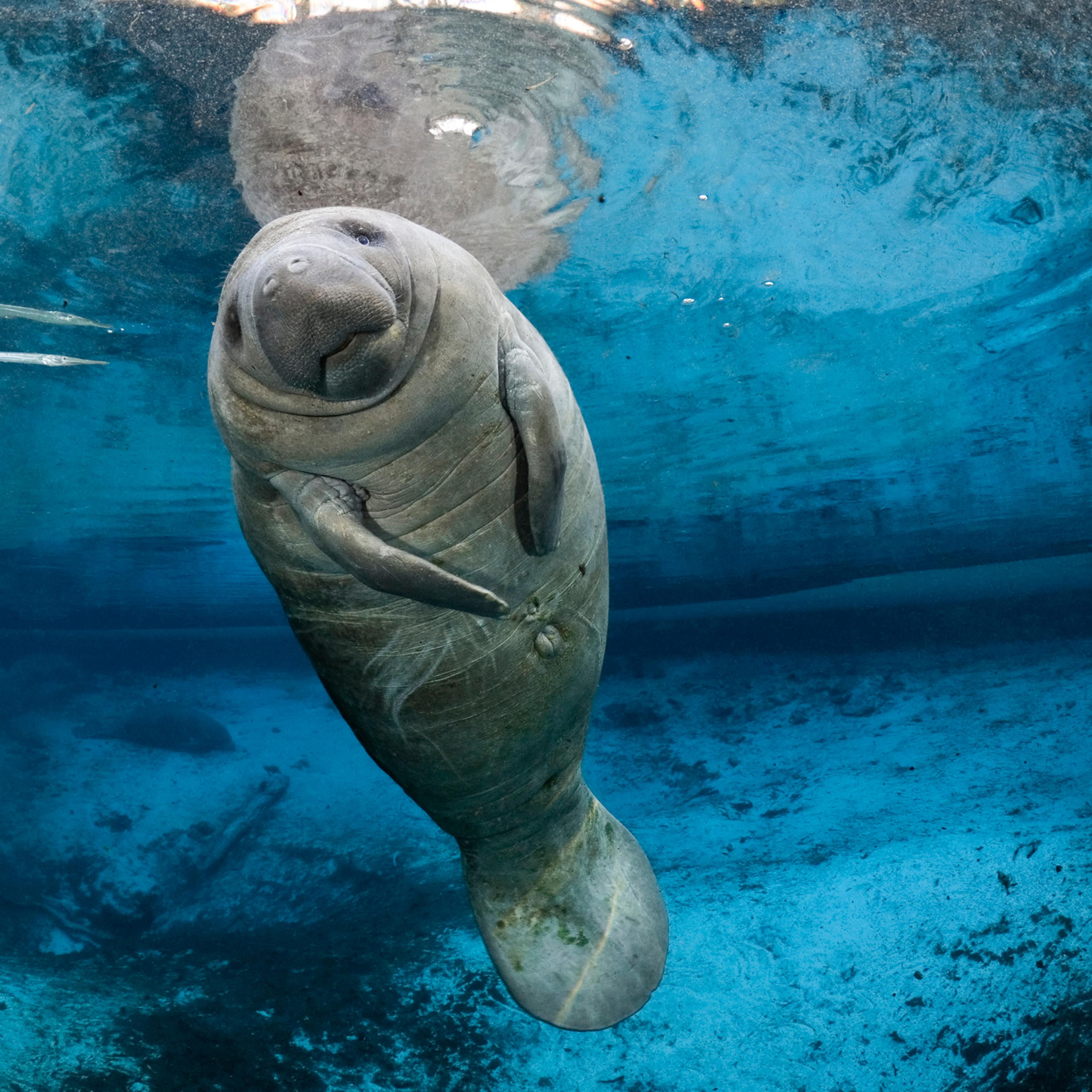 manatee endangered species