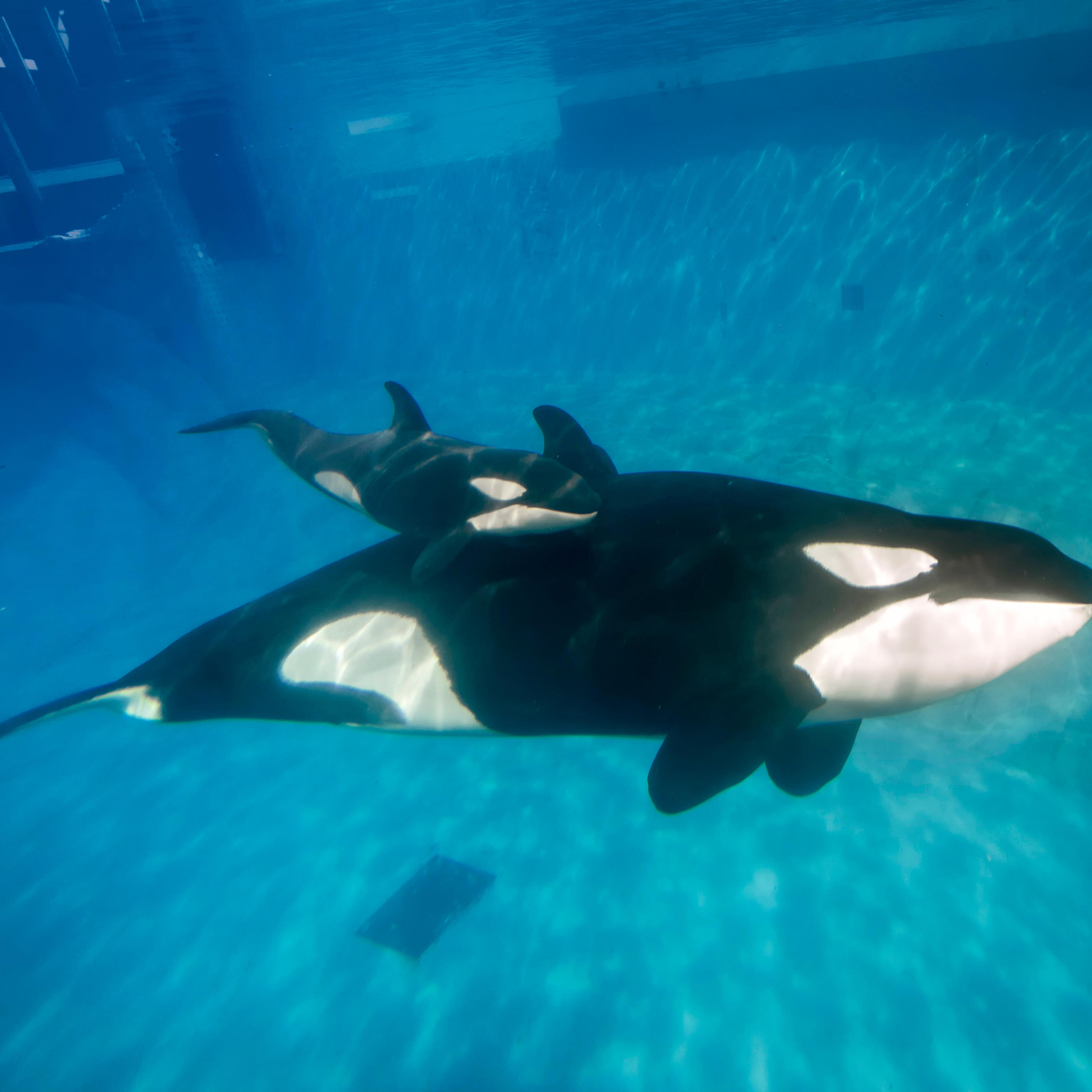 Killler Whale Calf At SeaWorld San Diego