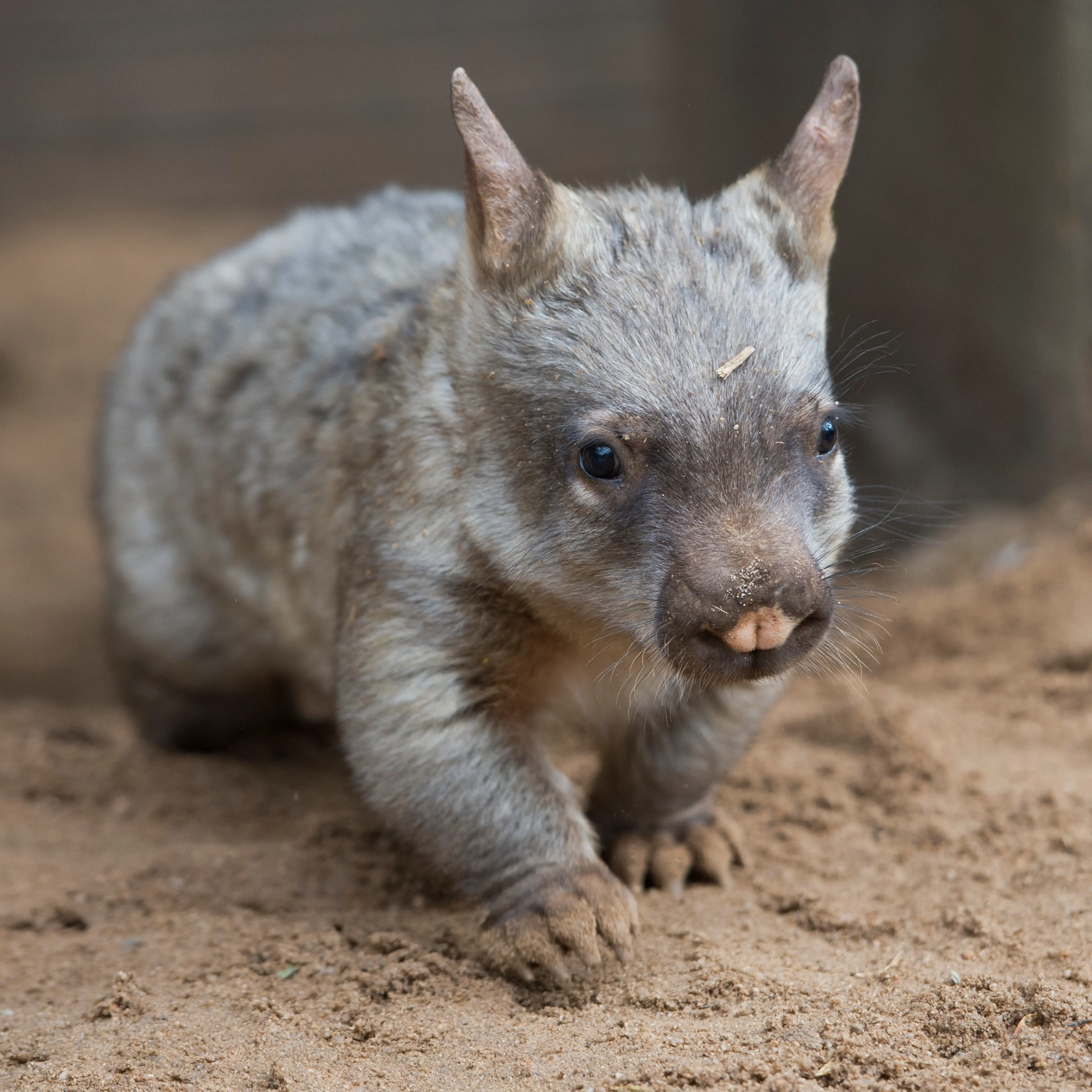 Baby Hairy Nosed Wombat Goes On Public Display At Melbourne Zoo, Australia