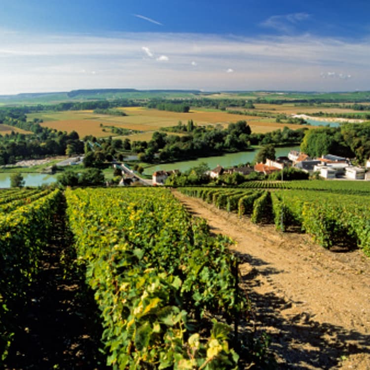 France Opposes Wine Domain