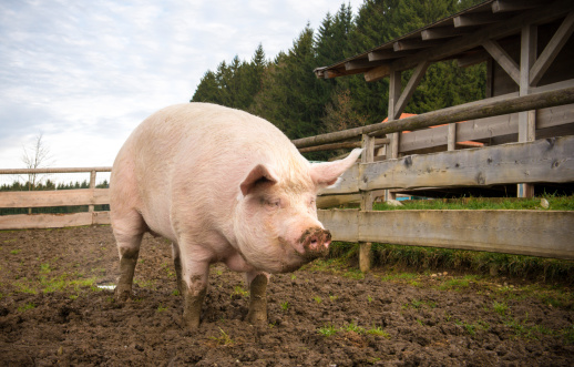 Pig on a farm