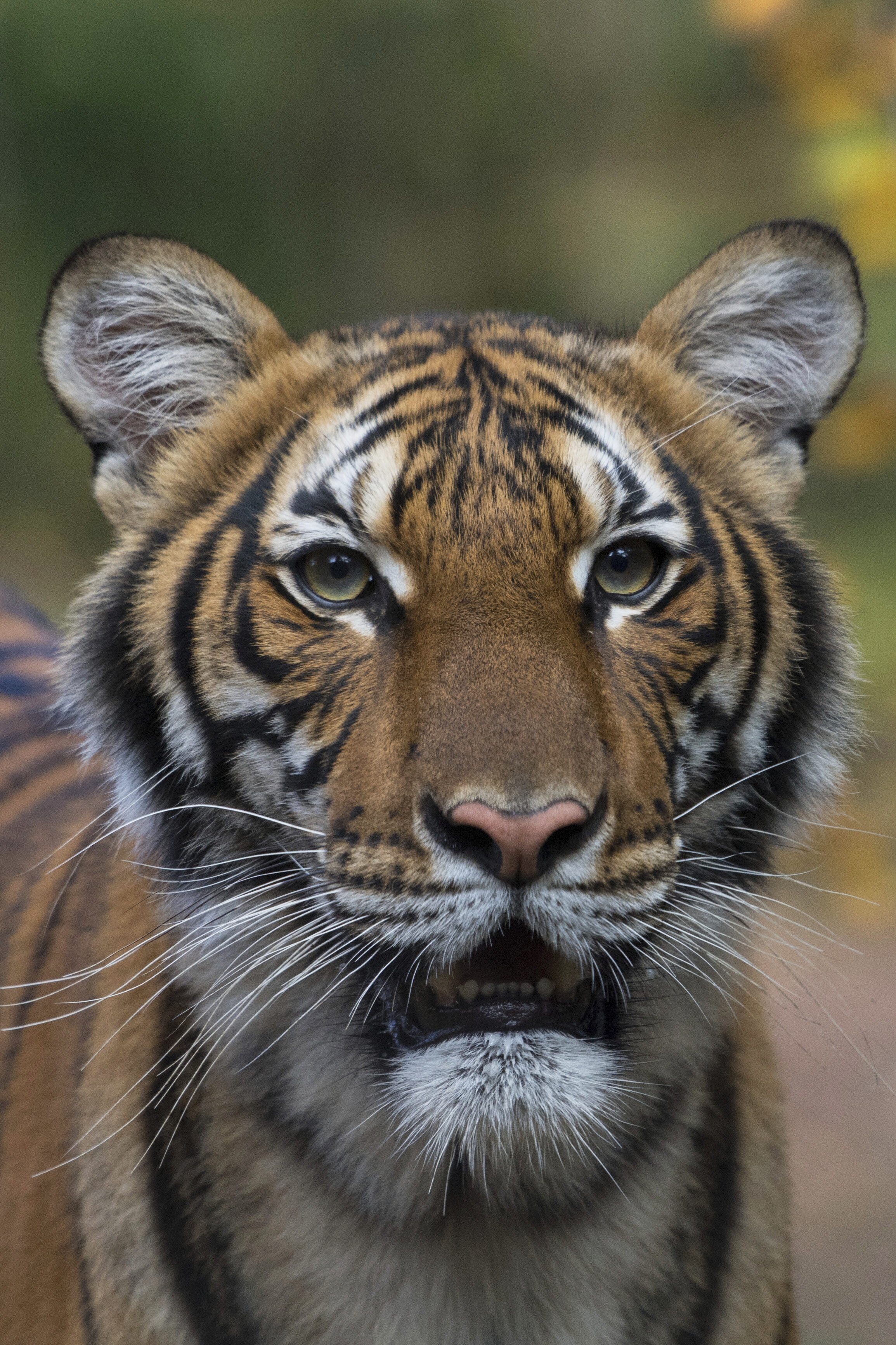 Virus Outbreak Tiger