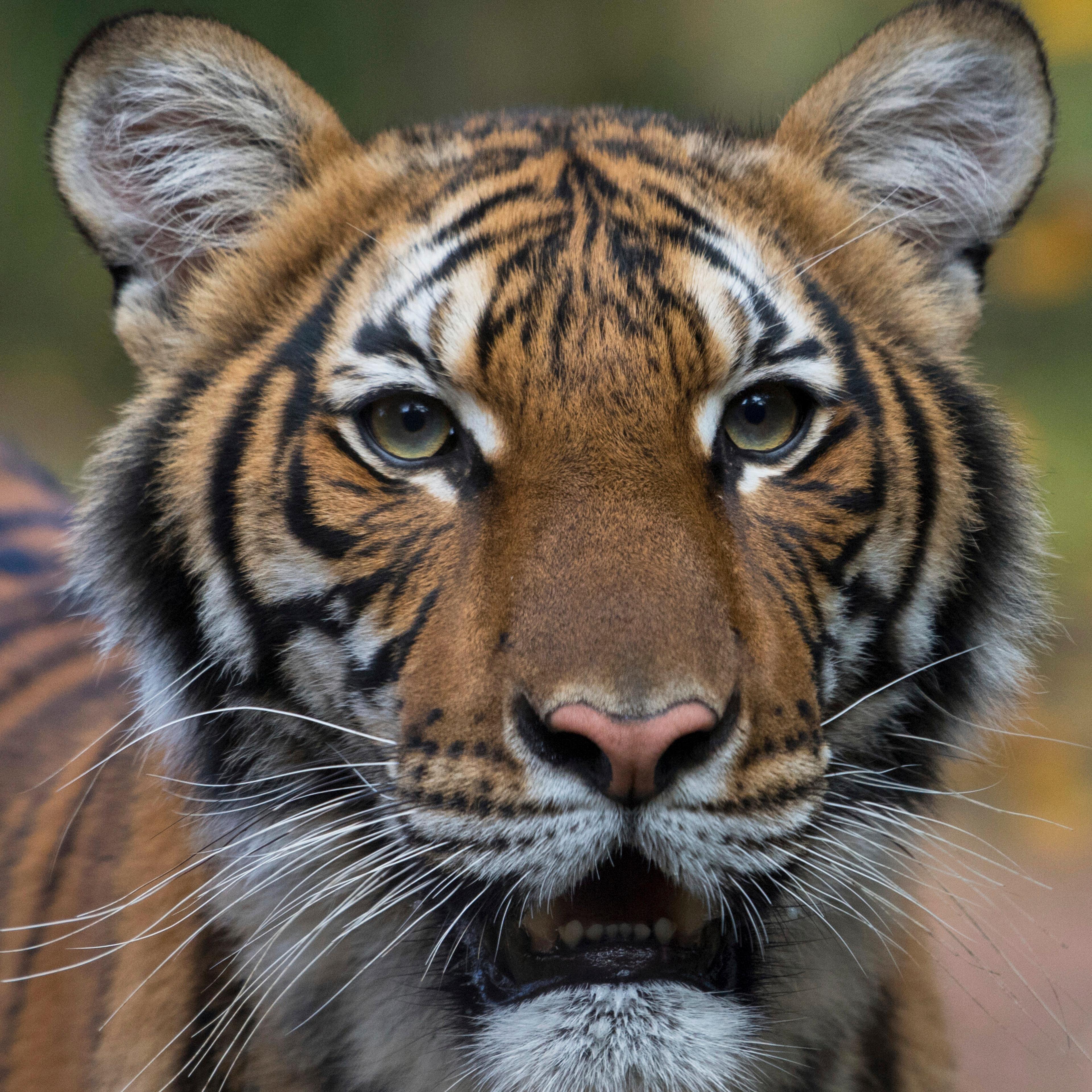 Virus Outbreak Tiger