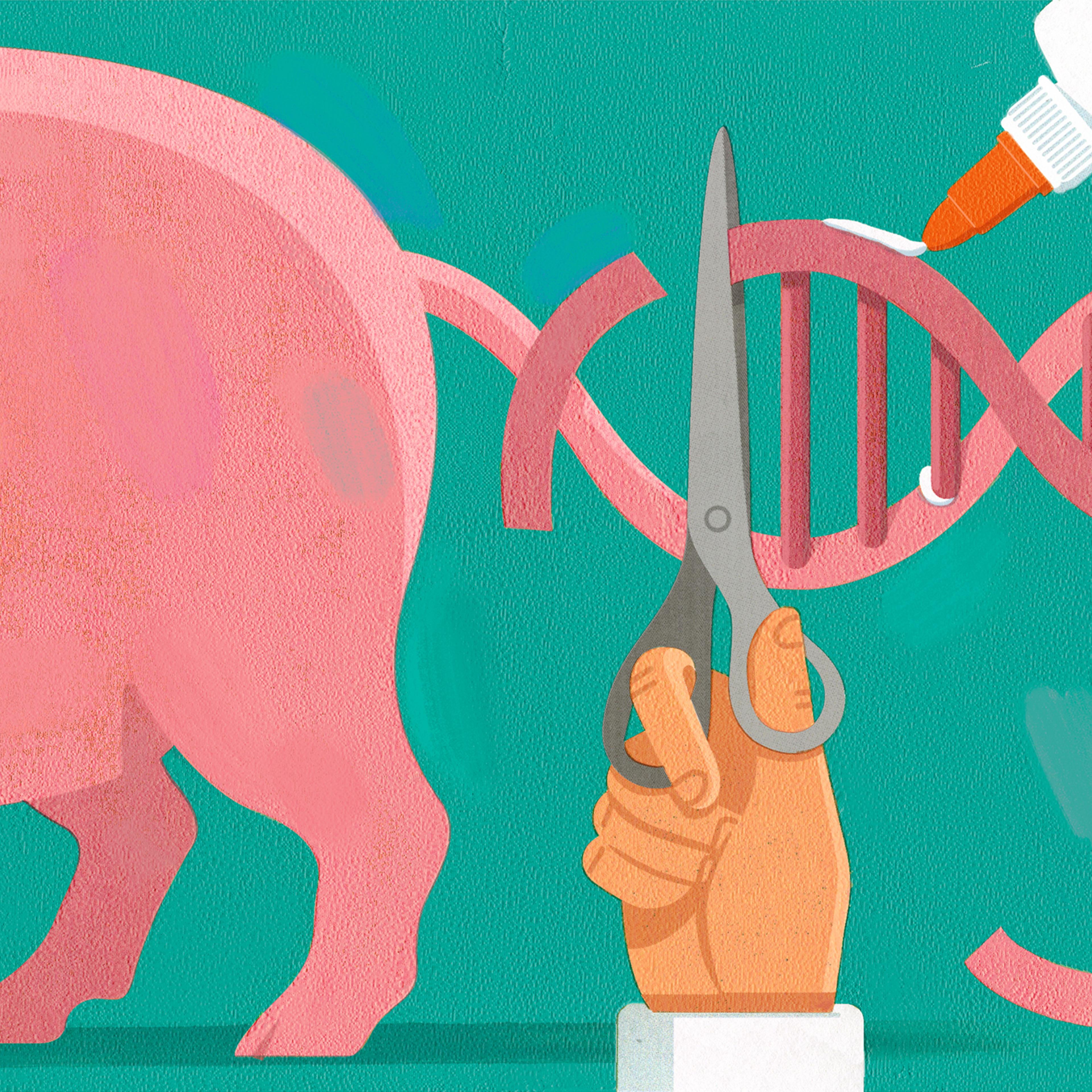 pig-crispr-longevity-pete-ryan