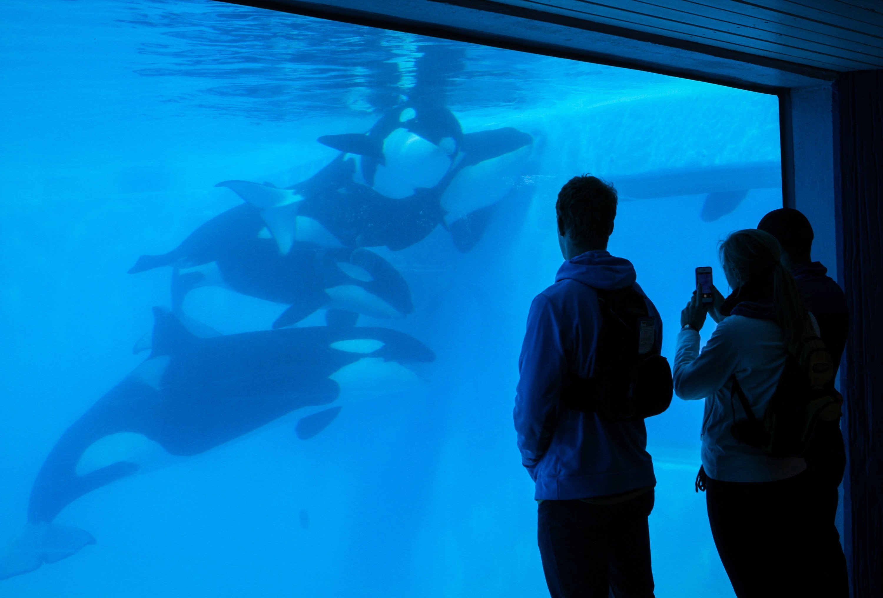 Killer whale life spans