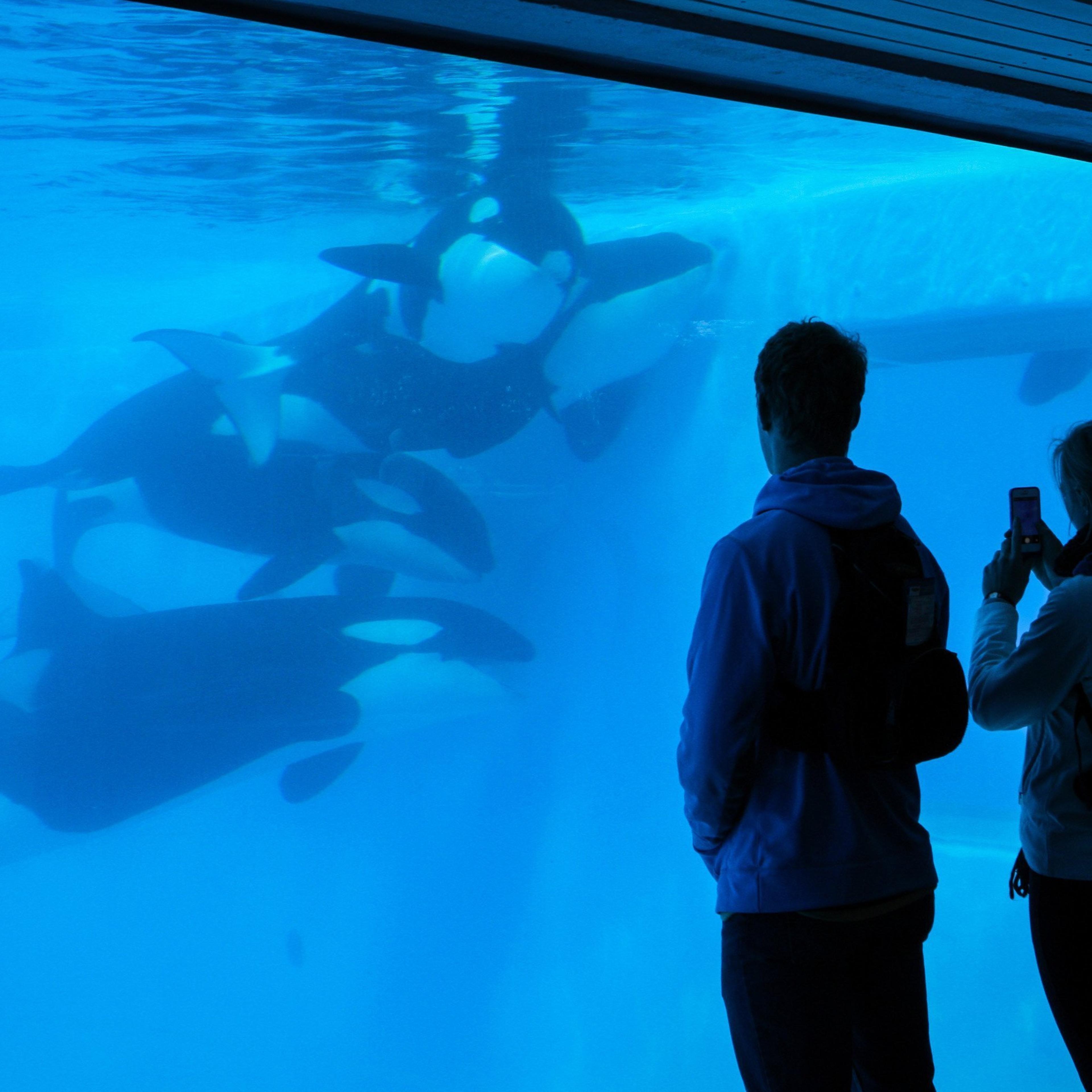 Killer whale life spans