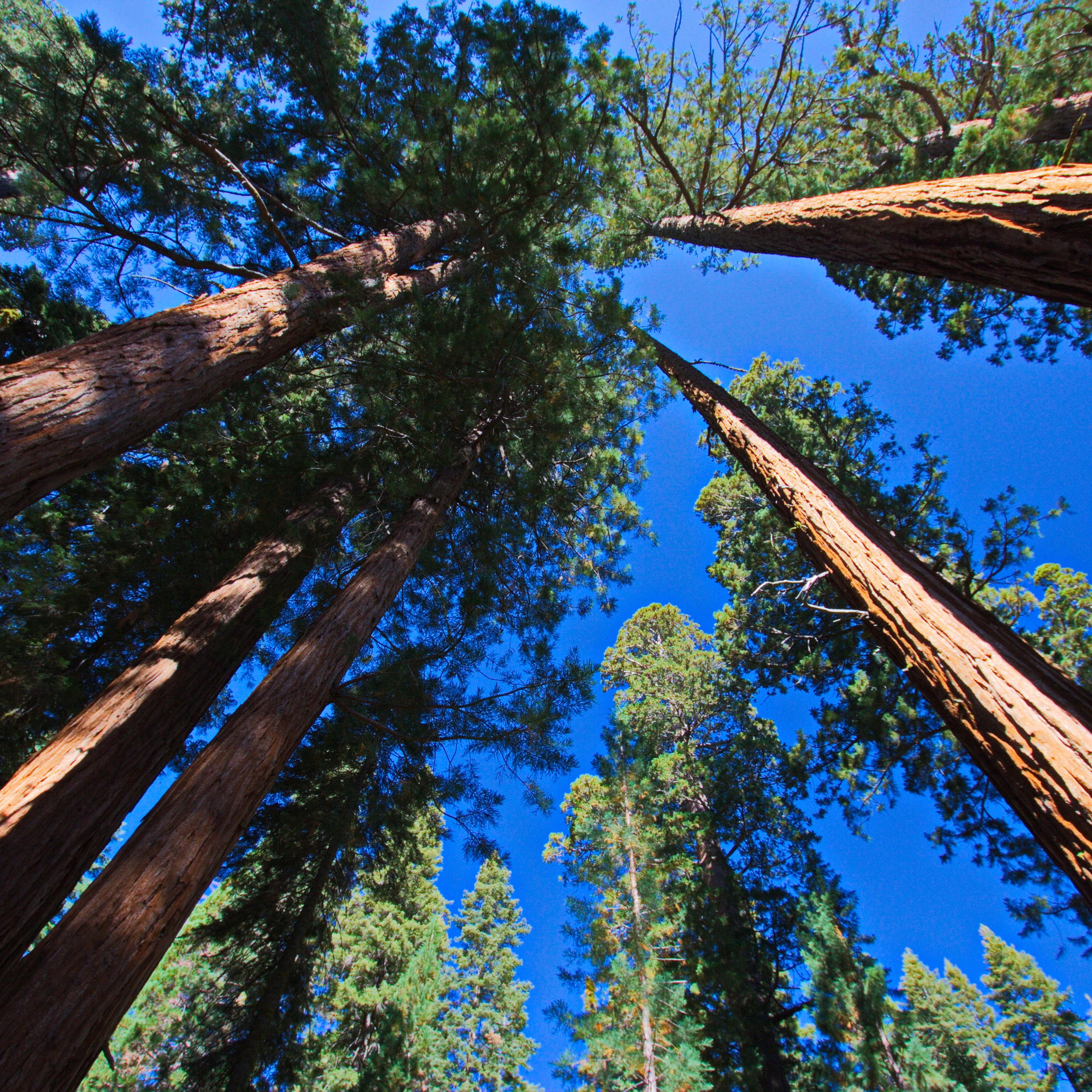 Giant trees in Sequoia NP in California in the USA