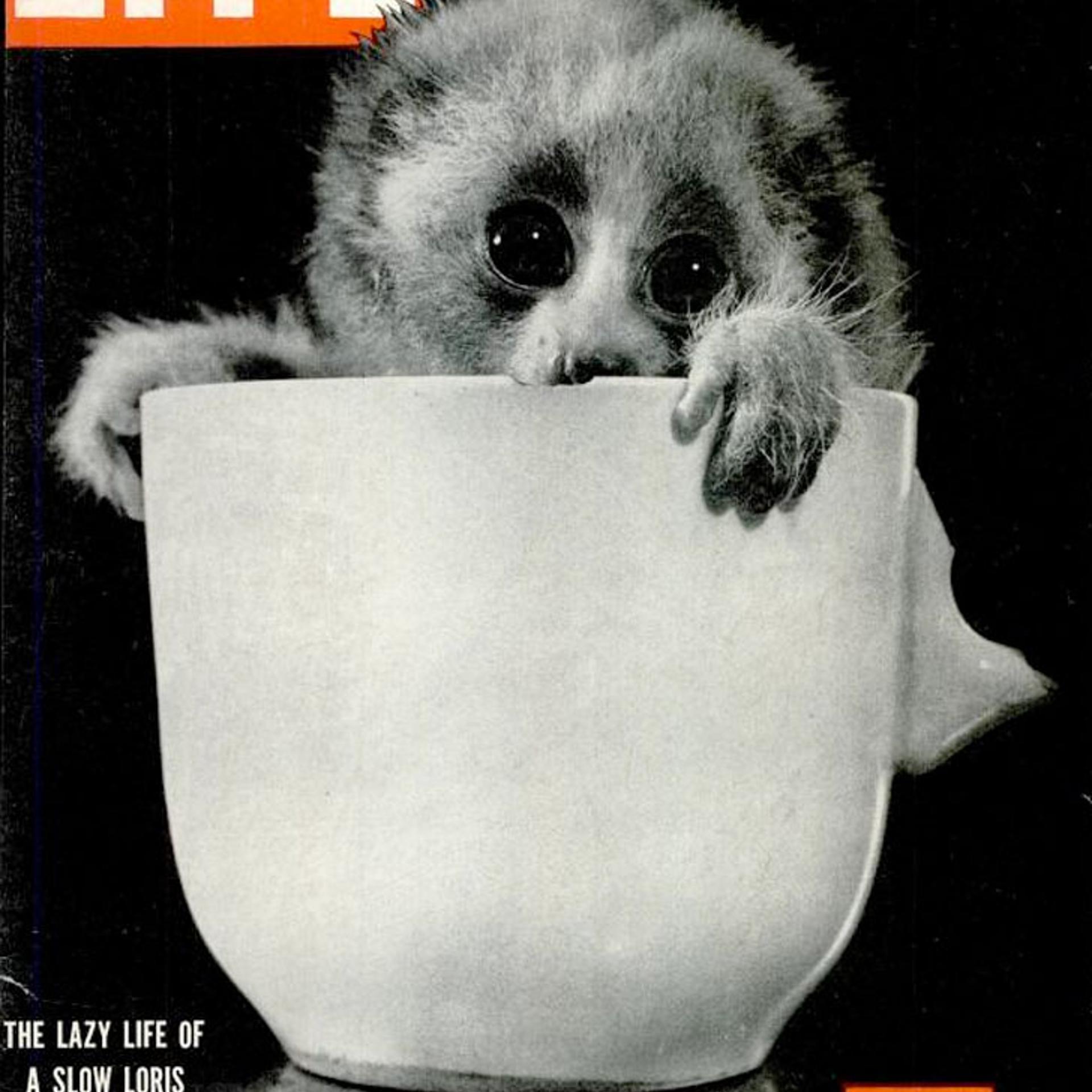 LIFE magazine October 8, 1951