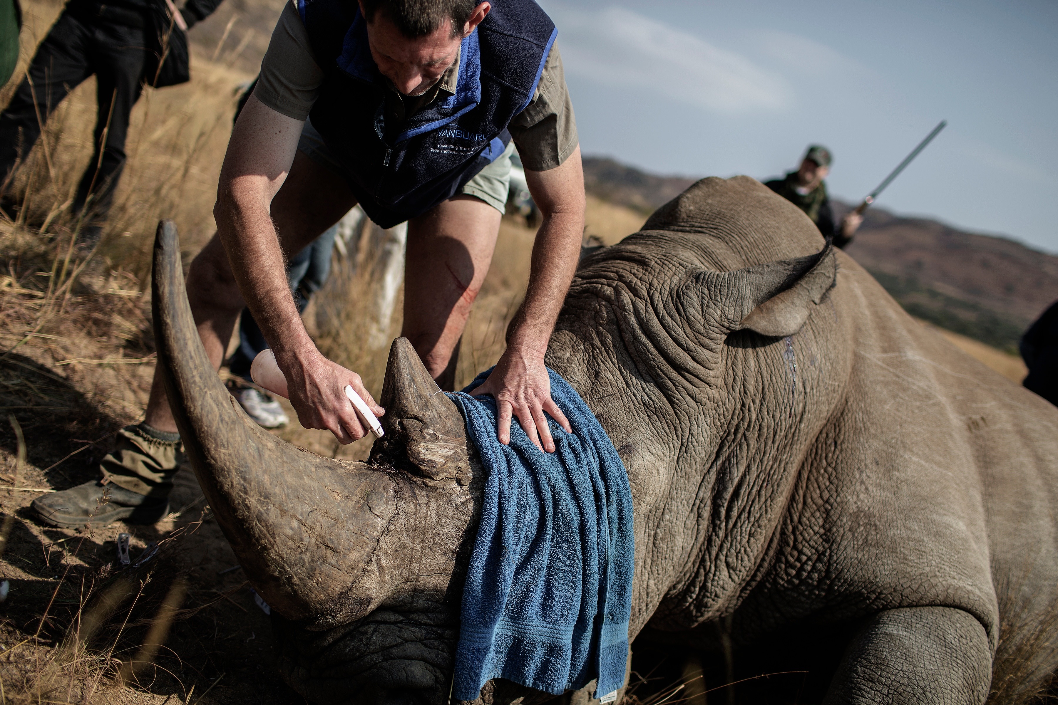 TOPSHOT-SAFRICA-CONSERVATION-WILDLIFE-CITES-COP17