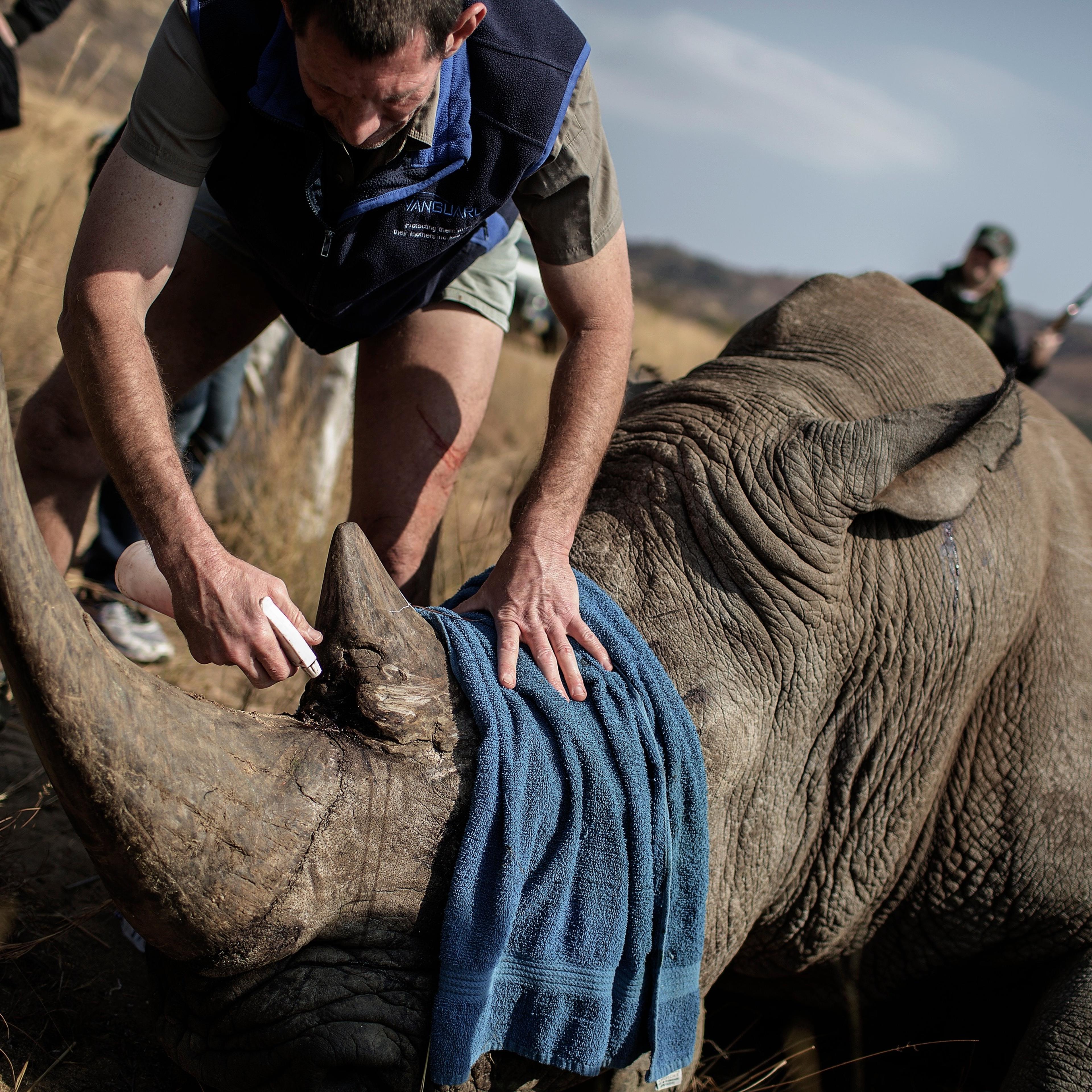 TOPSHOT-SAFRICA-CONSERVATION-WILDLIFE-CITES-COP17