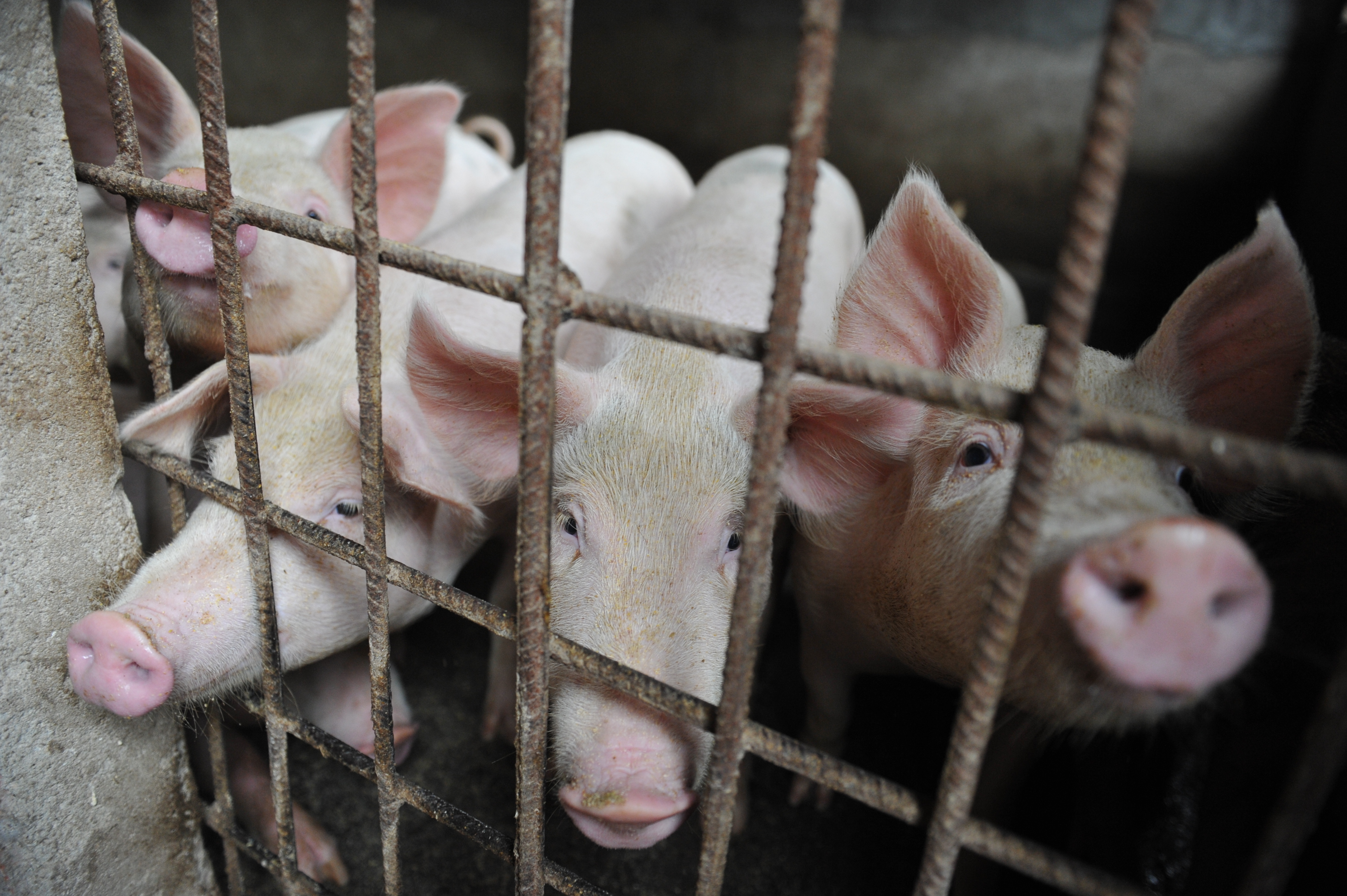China African Swine Fever