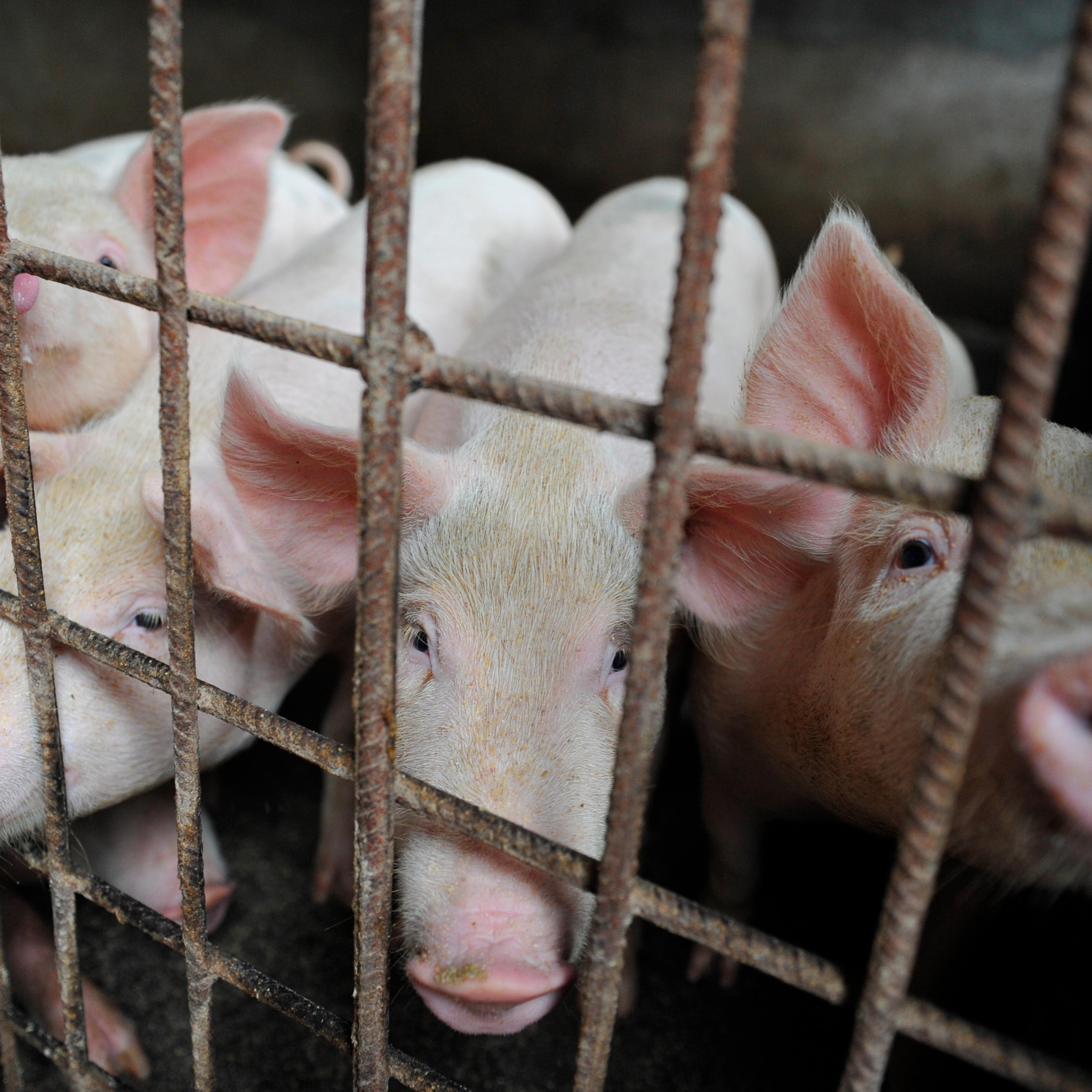 China African Swine Fever