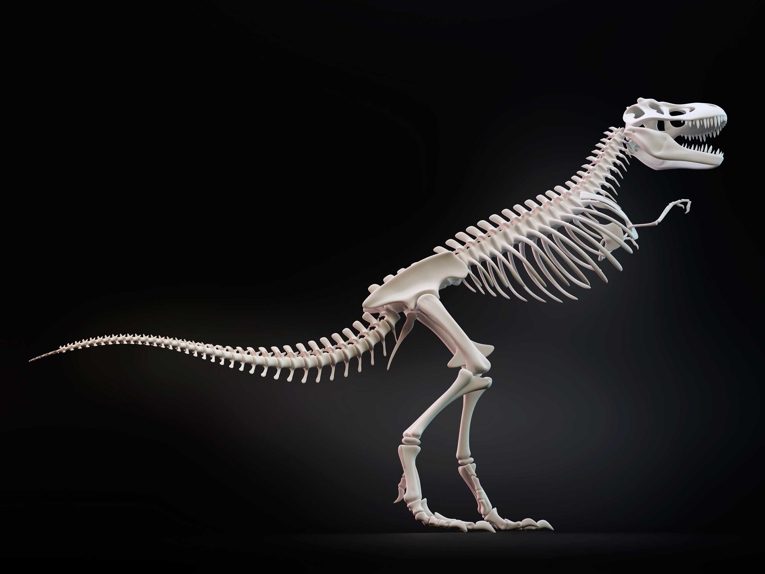 Tyrannosaurus rex skeleton, illustration