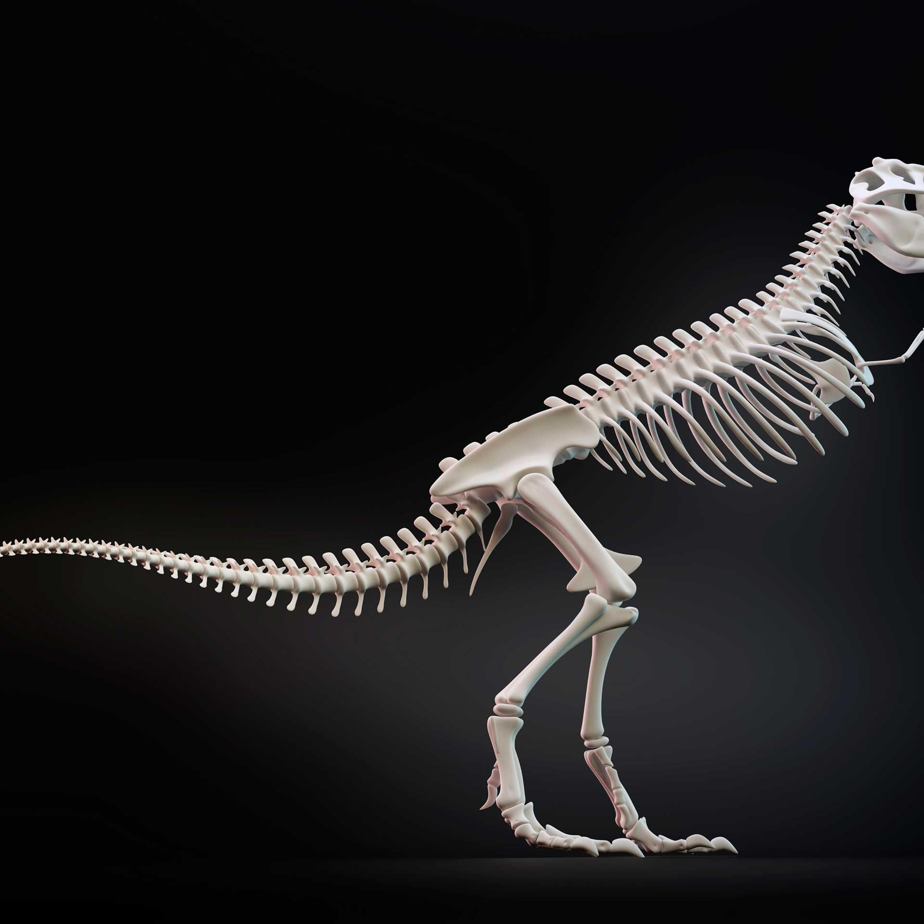Tyrannosaurus rex skeleton, illustration