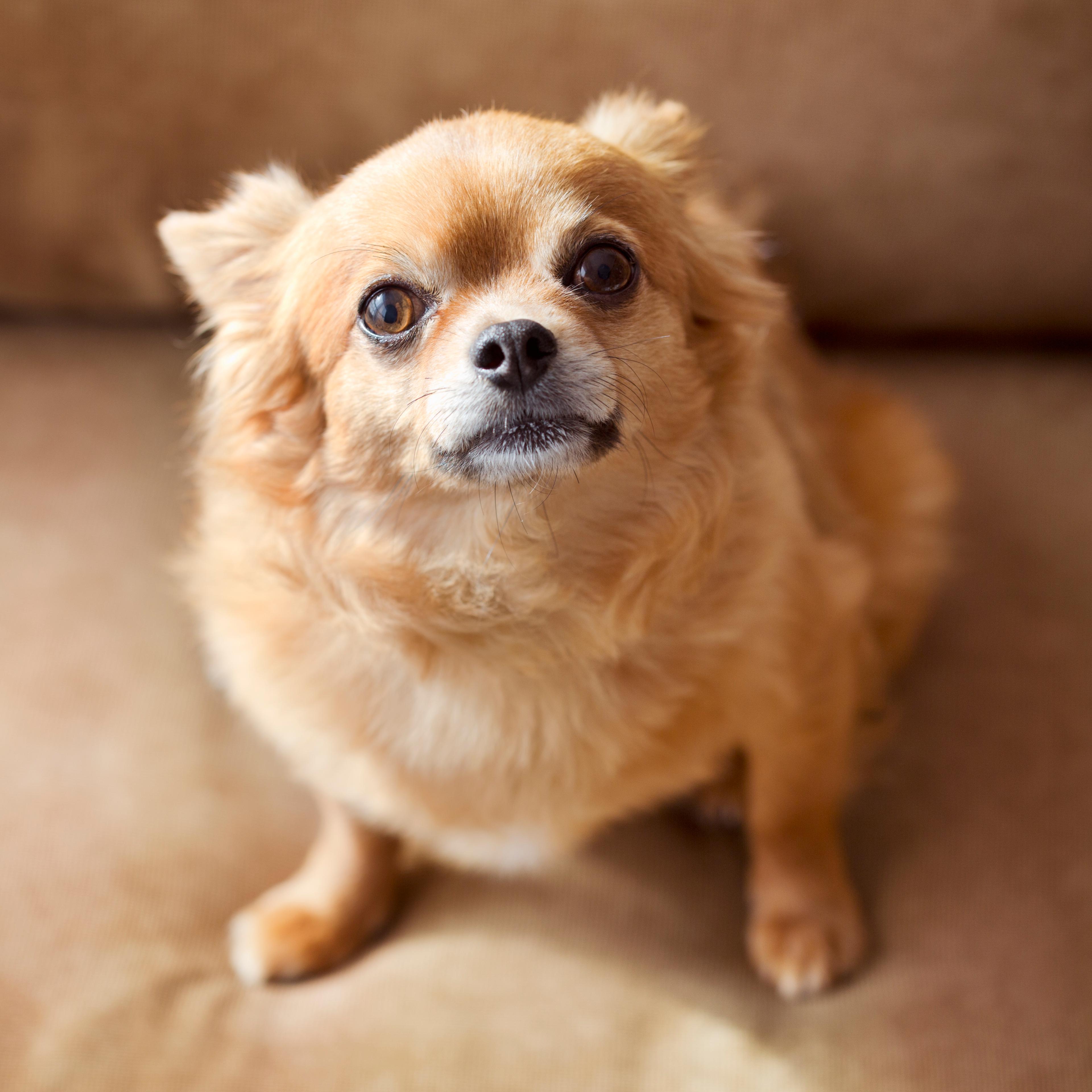 Chihuahua sitting on the sofa