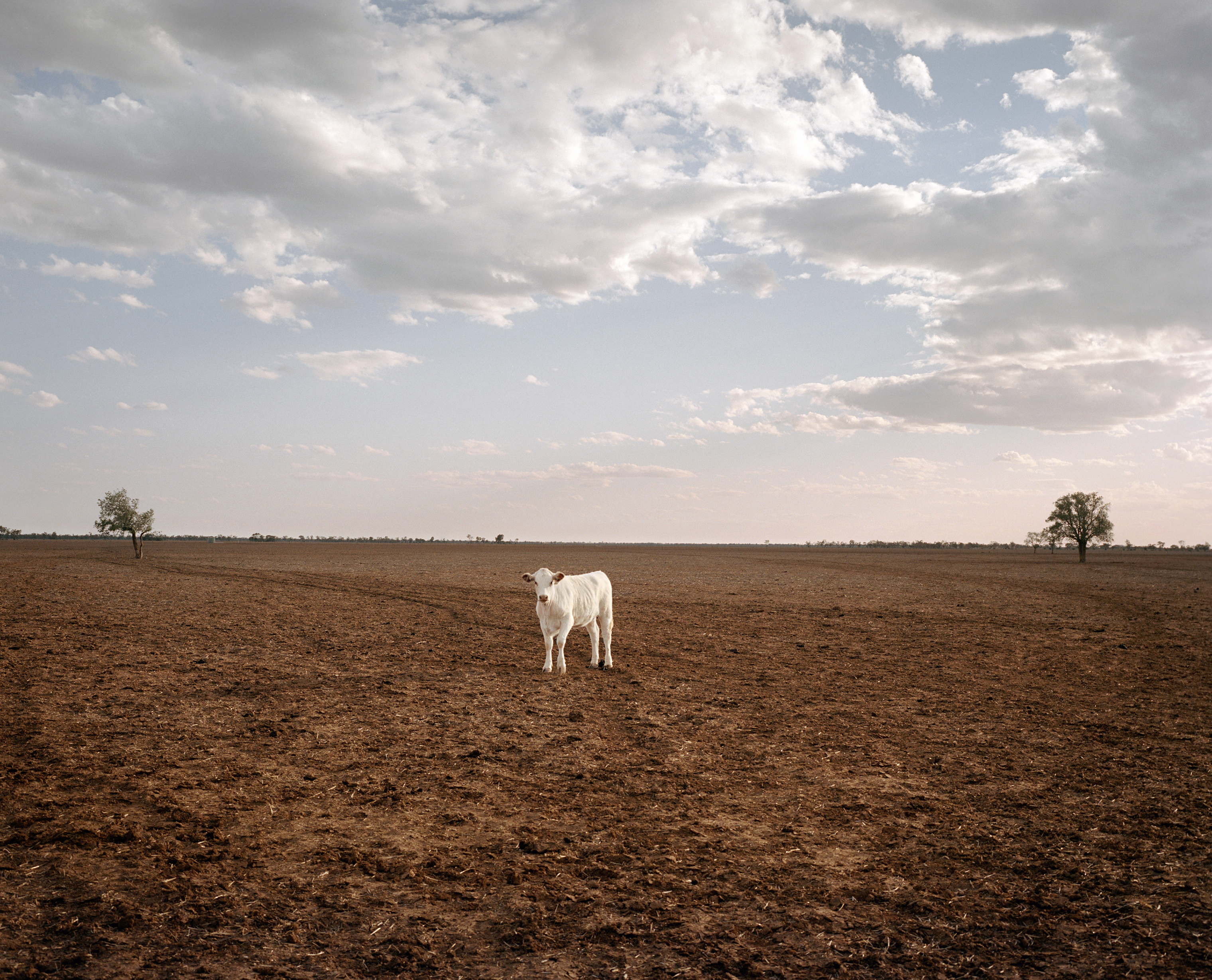 Australia’s Farmers Struggle With Its Hottest-Ever Drought