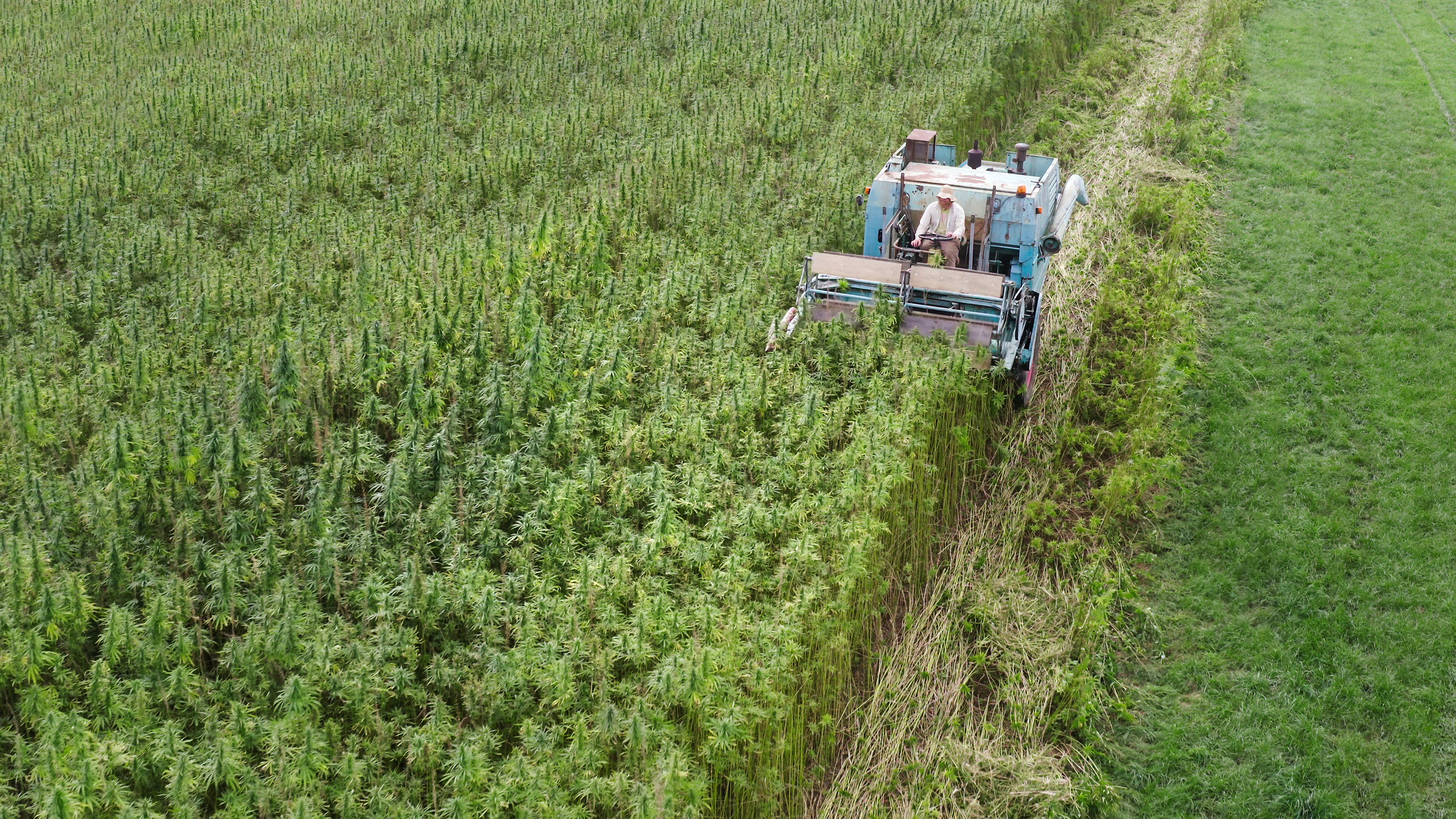 Hemp harvester collecting Cannabis