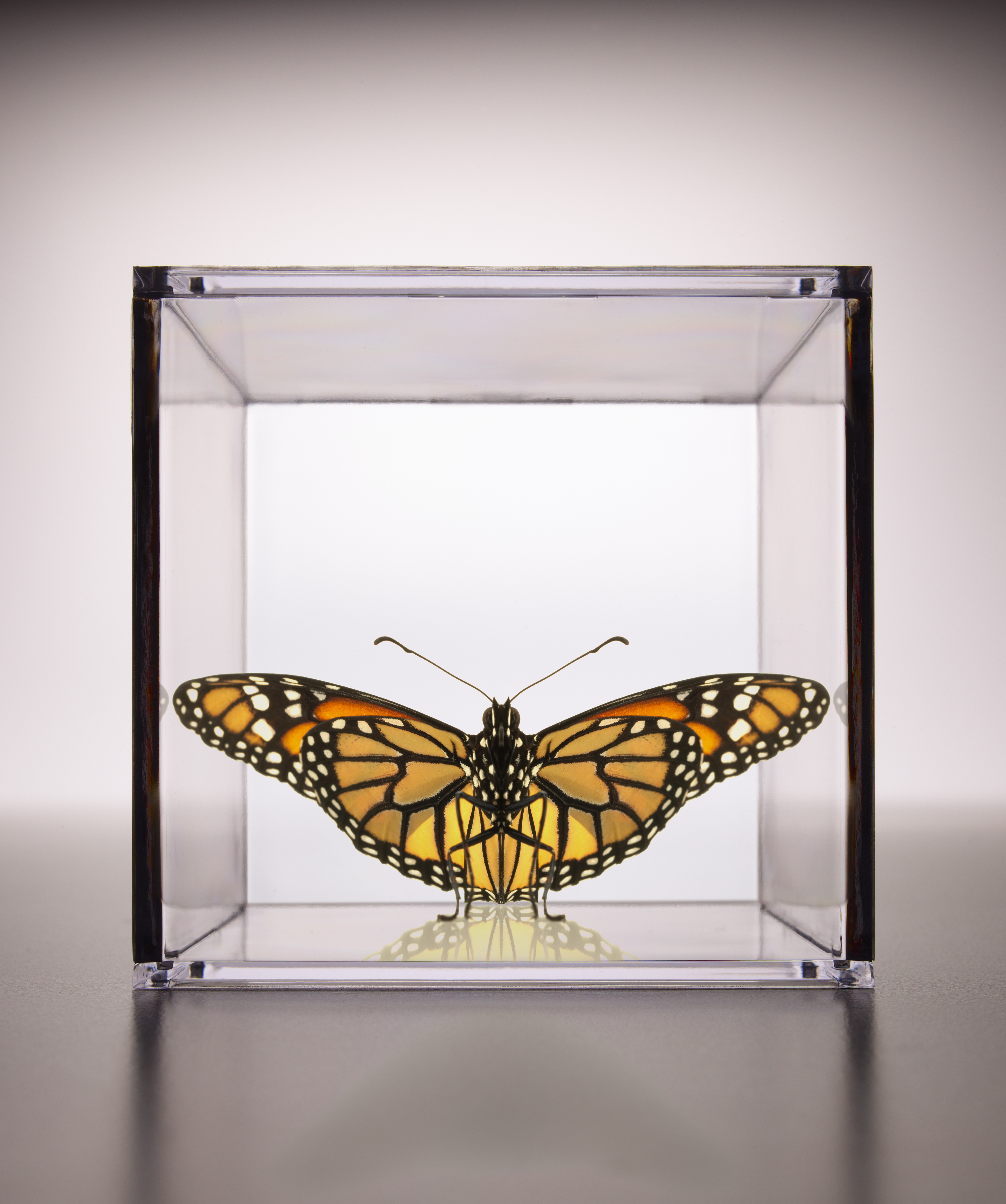 butterfly-in-a-box