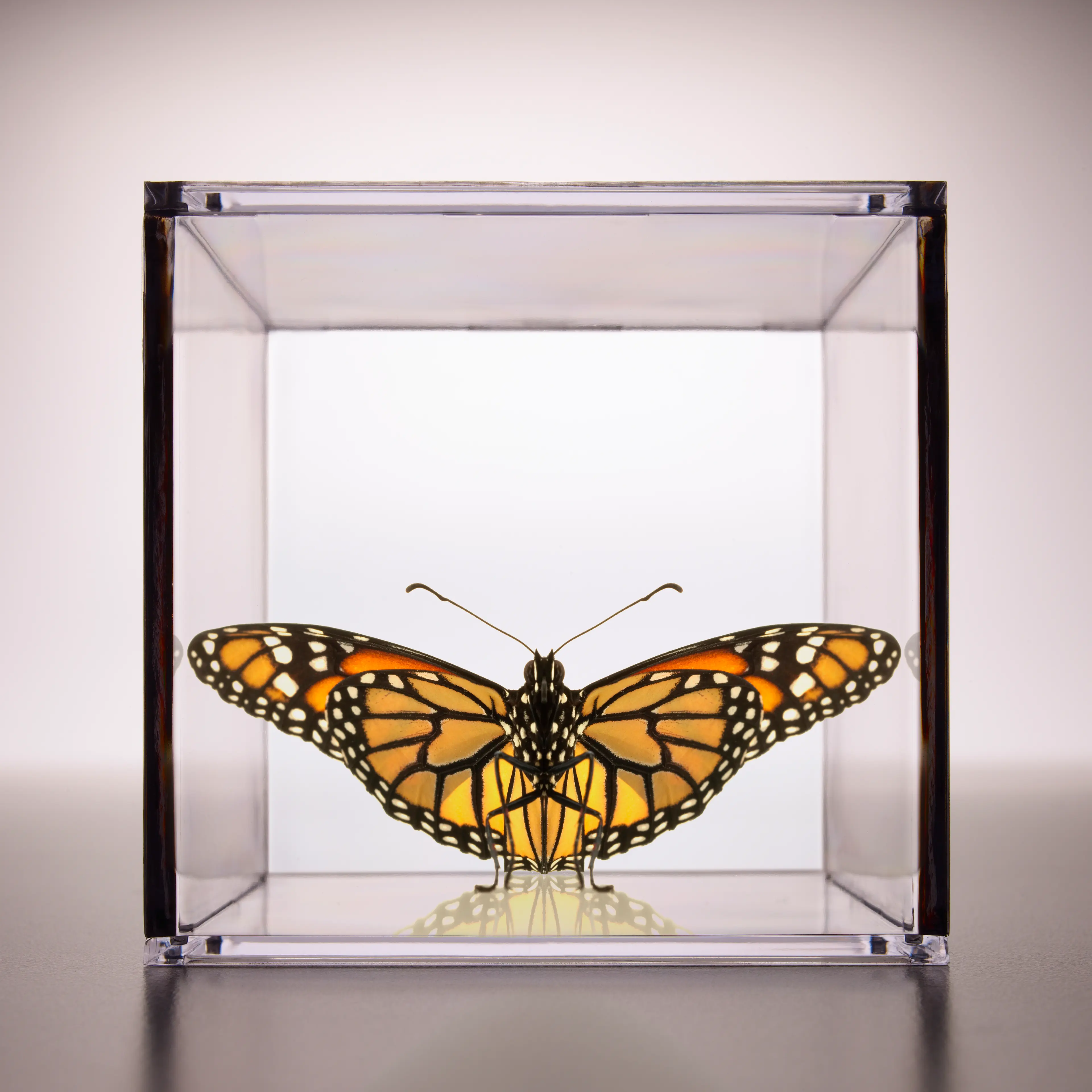 butterfly-in-a-box
