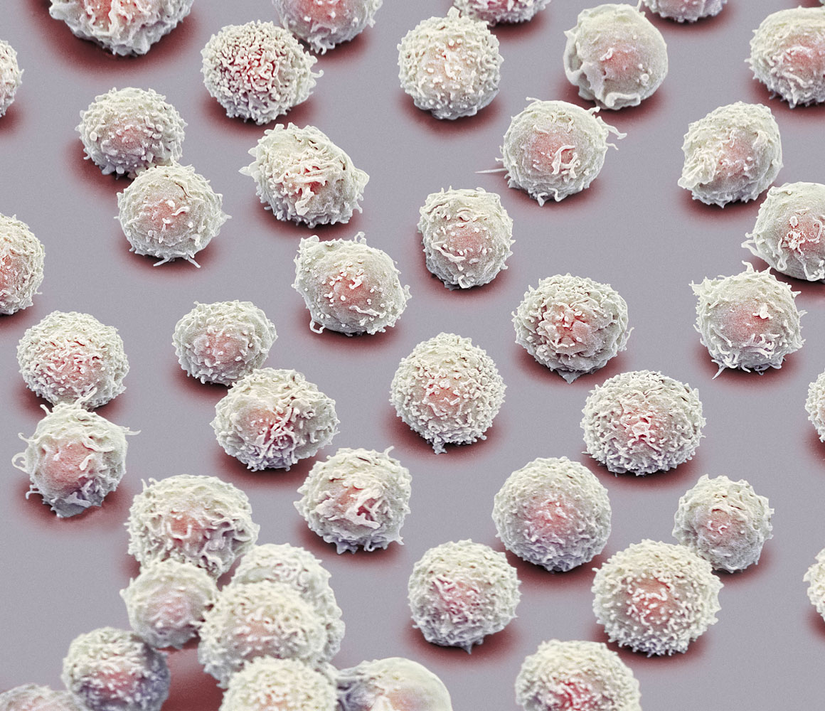 White blood cells