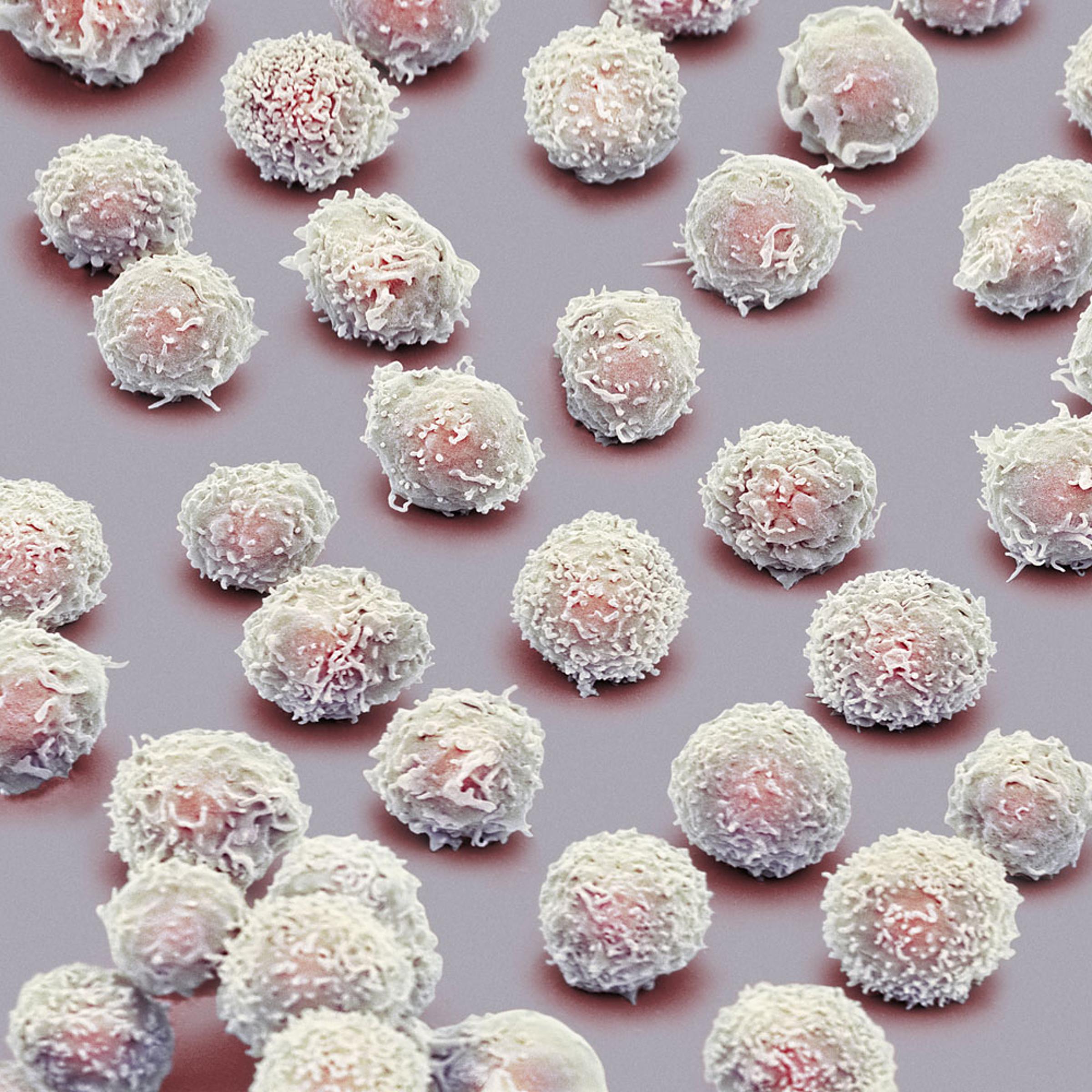 White blood cells