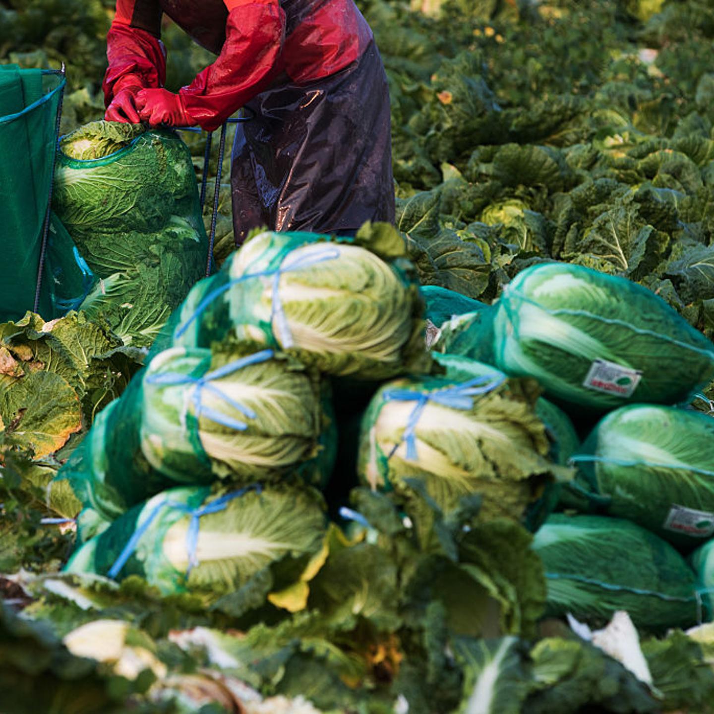 Cabbage Harvest And Kimchi Production As South Korea Second-Quarter GDP Rises 0.3%