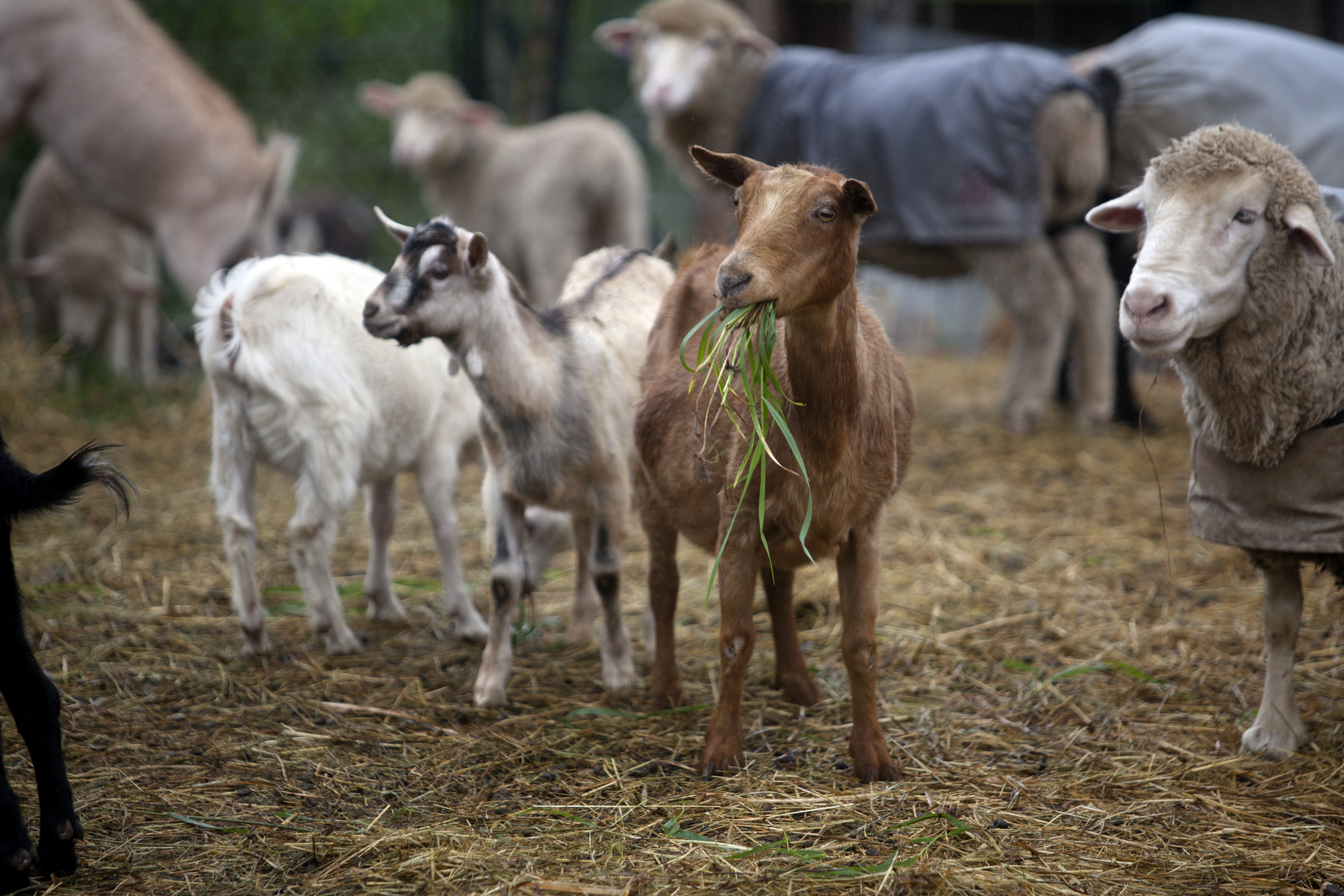 Open Farm Day UnderHill Fibers