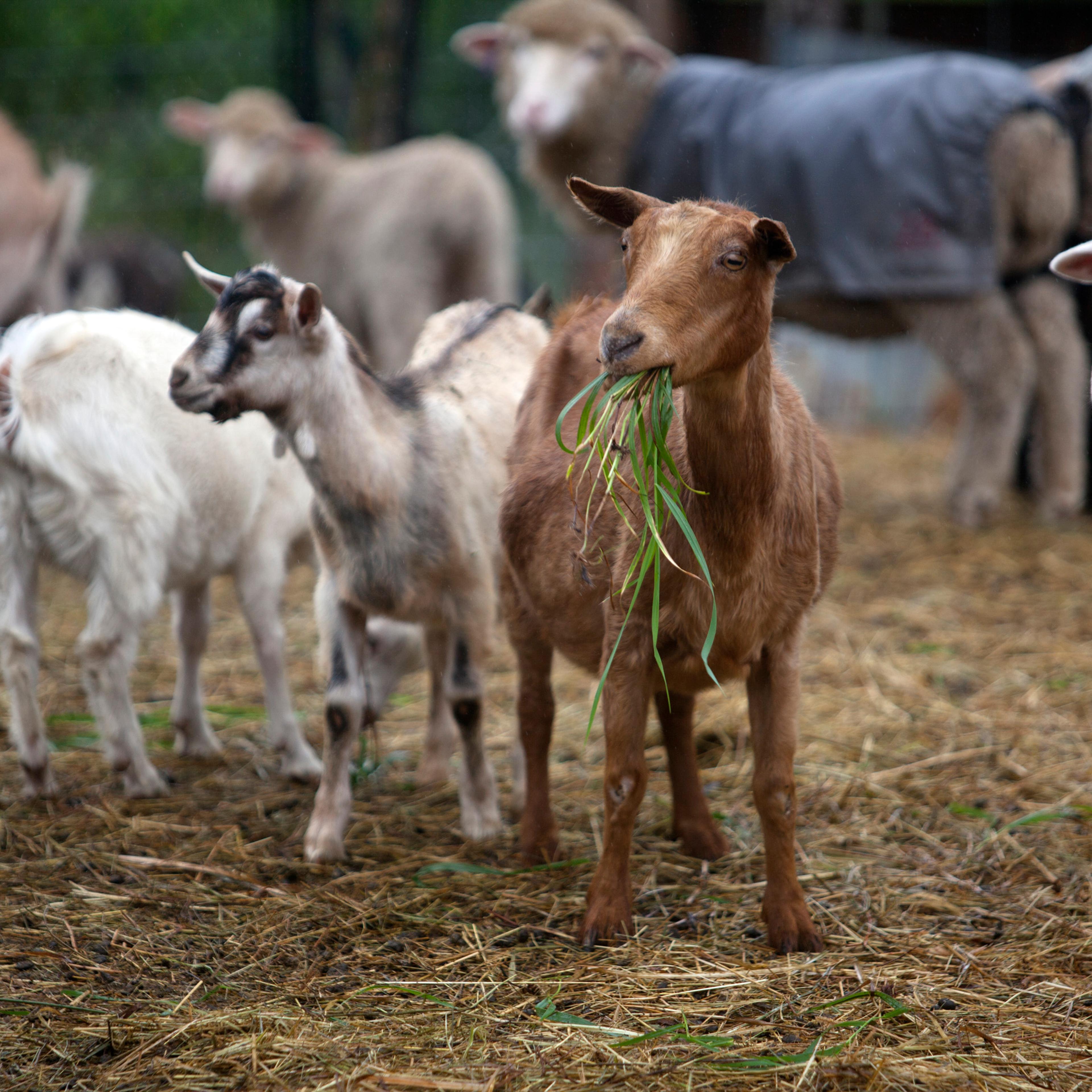 Open Farm Day UnderHill Fibers