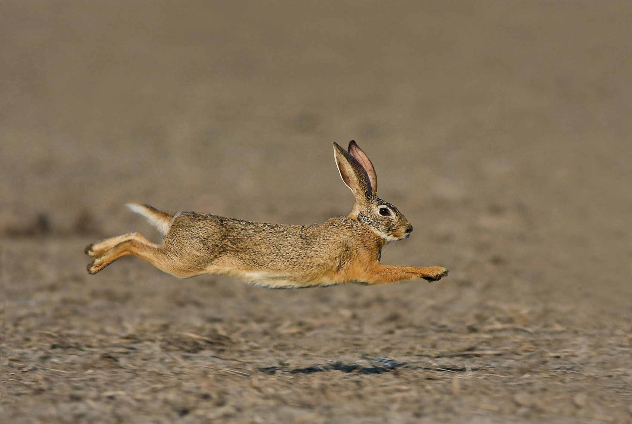 Bunny