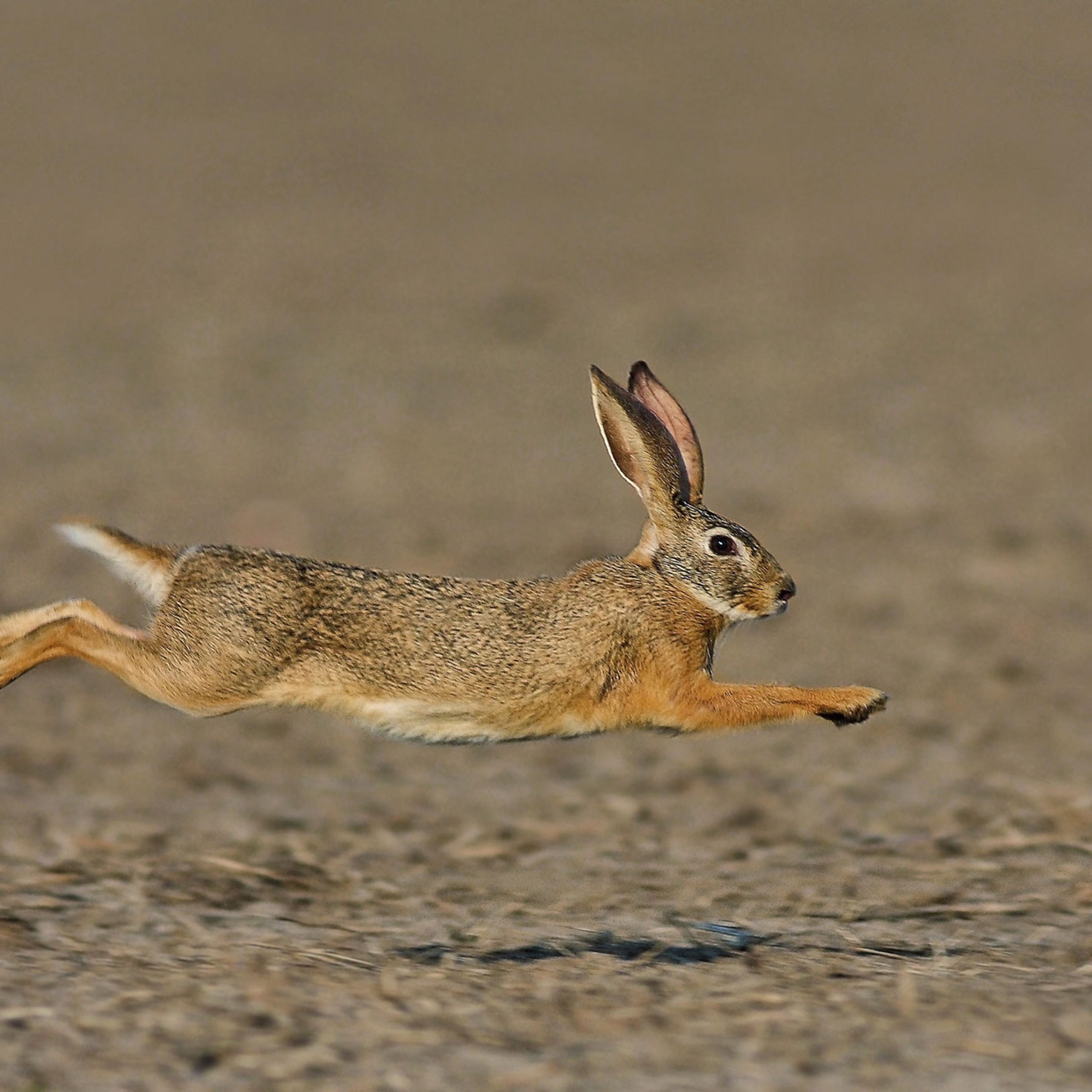 Bunny
