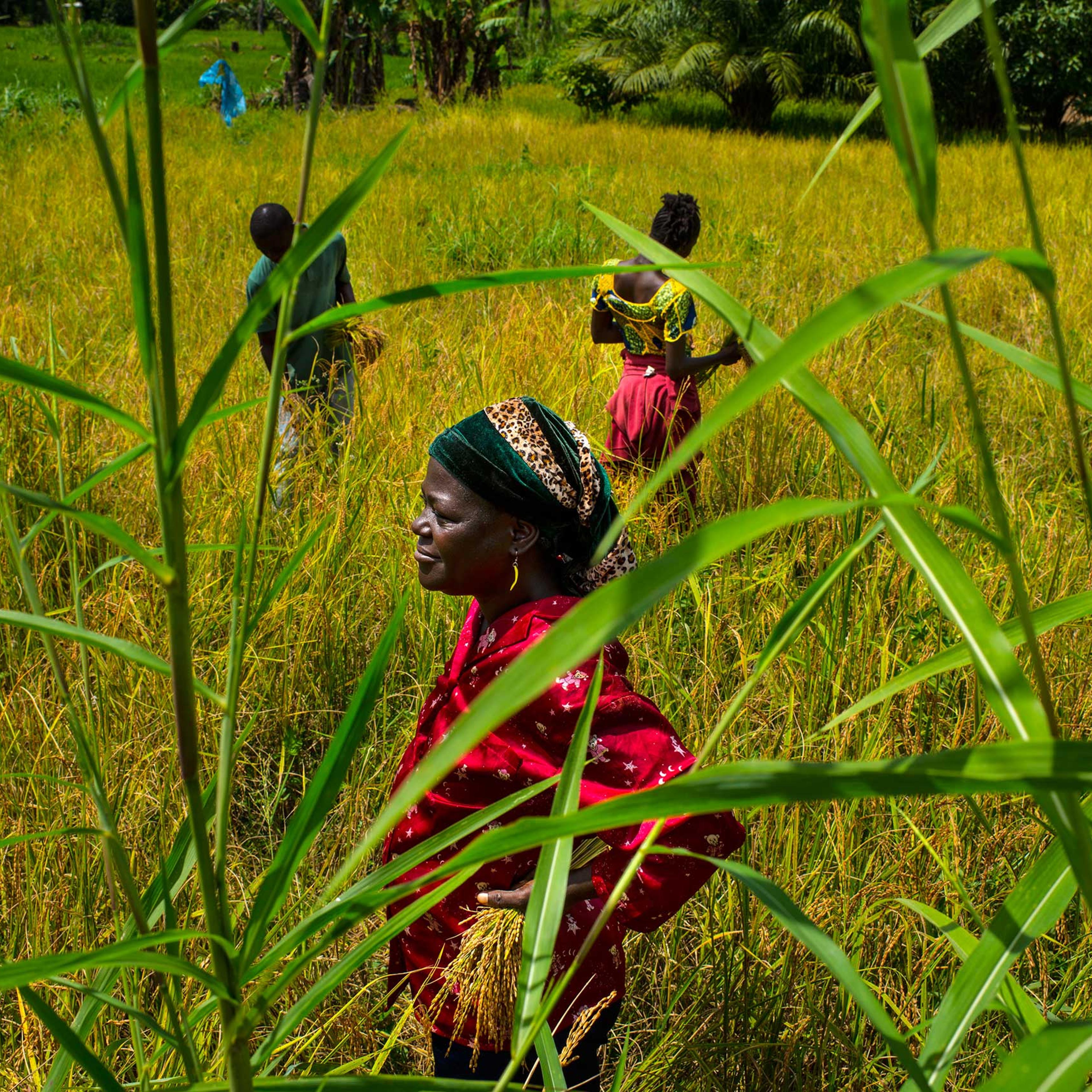 Mary Wargbo and her son and daughter, Cornelius and Joyce harvest rice on Nov. 6, 2014 in Foya, Lofa County, Liberia.