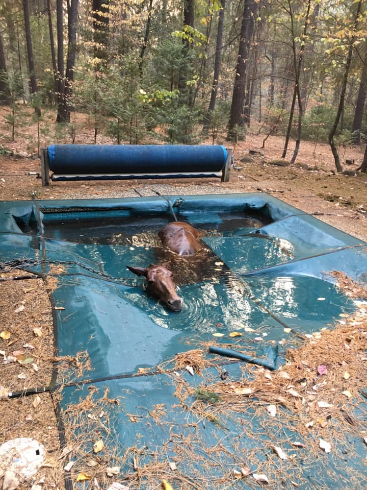 This horse was found shivering and stuck in a pool liner in a backyard in Paradise, Calif.