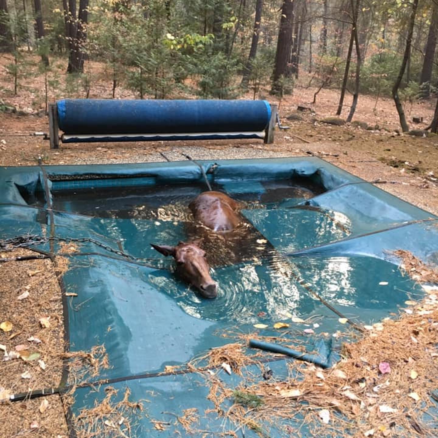 This horse was found shivering and stuck in a pool liner in a backyard in Paradise, Calif.