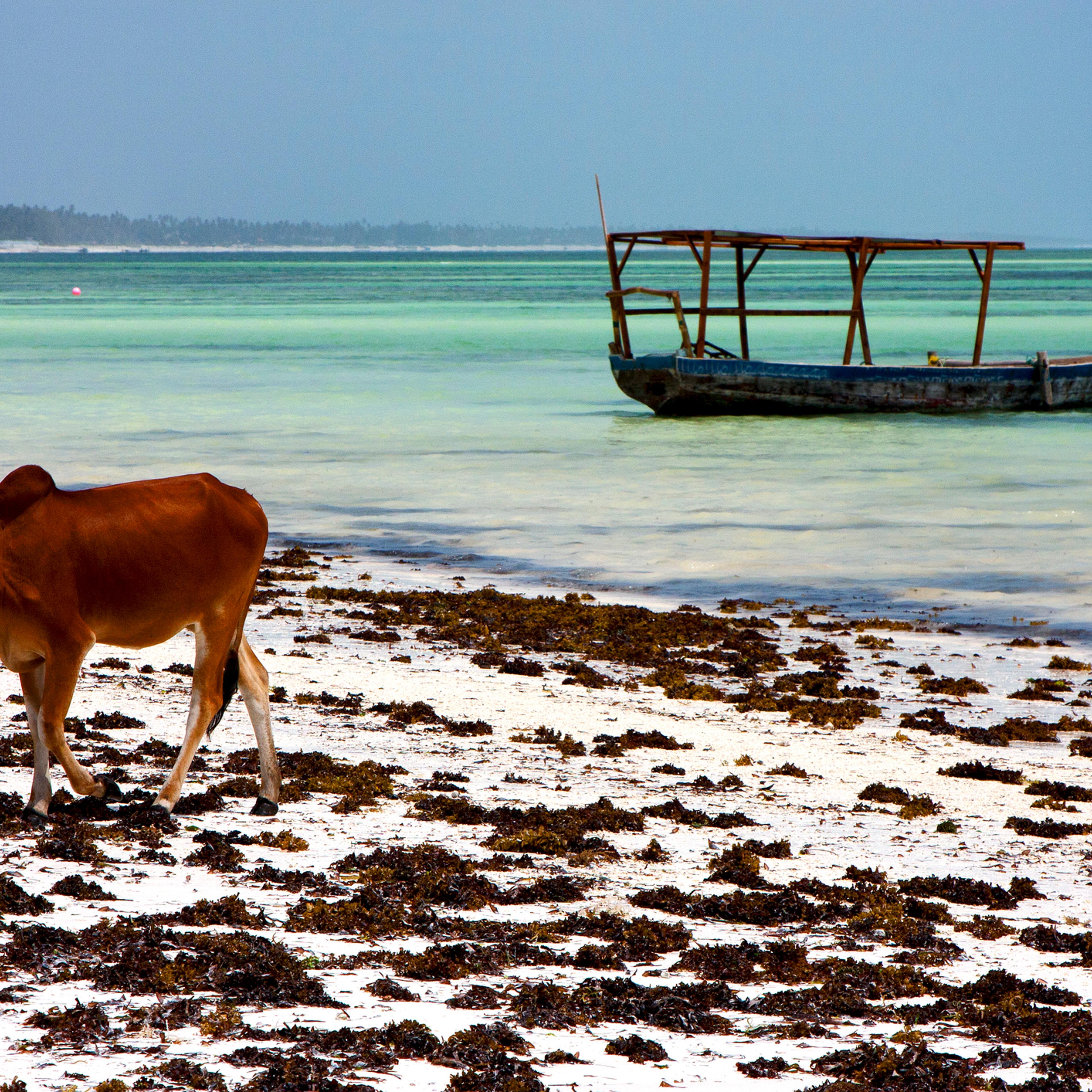 africa cow boat pirague in the blue lagoon relax