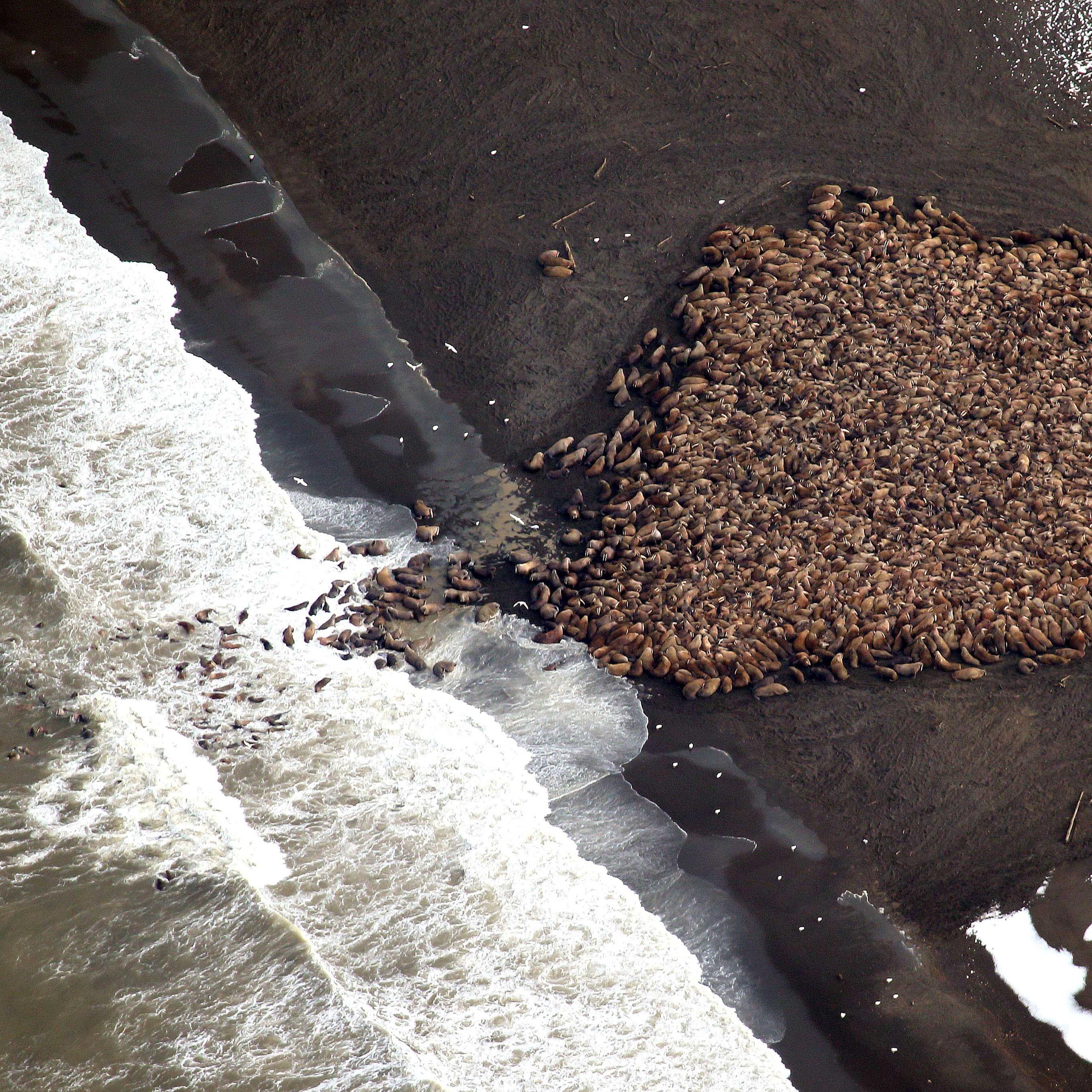 Approximately 1500 walrus gather on the northwest coast of Alaska on Sept. 23, 2014