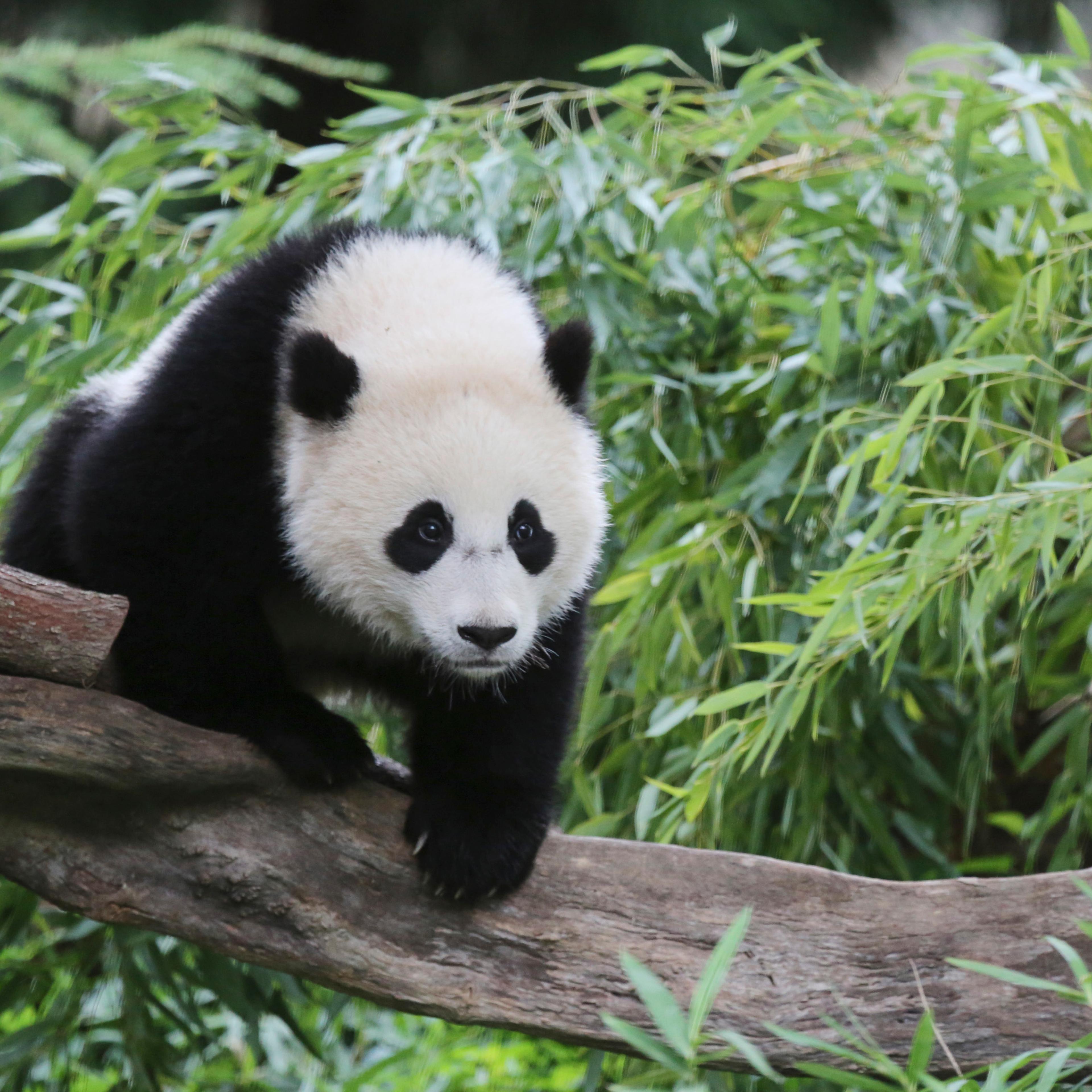 Bao Bao is seen in the panda exhibit at the Smithsonian's National Zoo in Washington