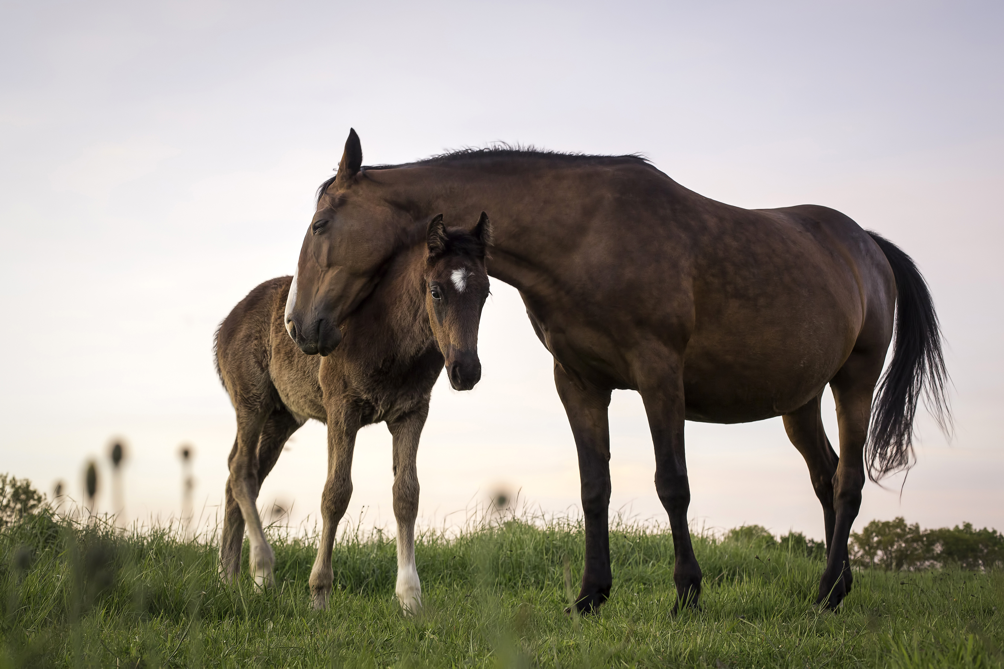 You can get $1,000 if you adopt a wild horse