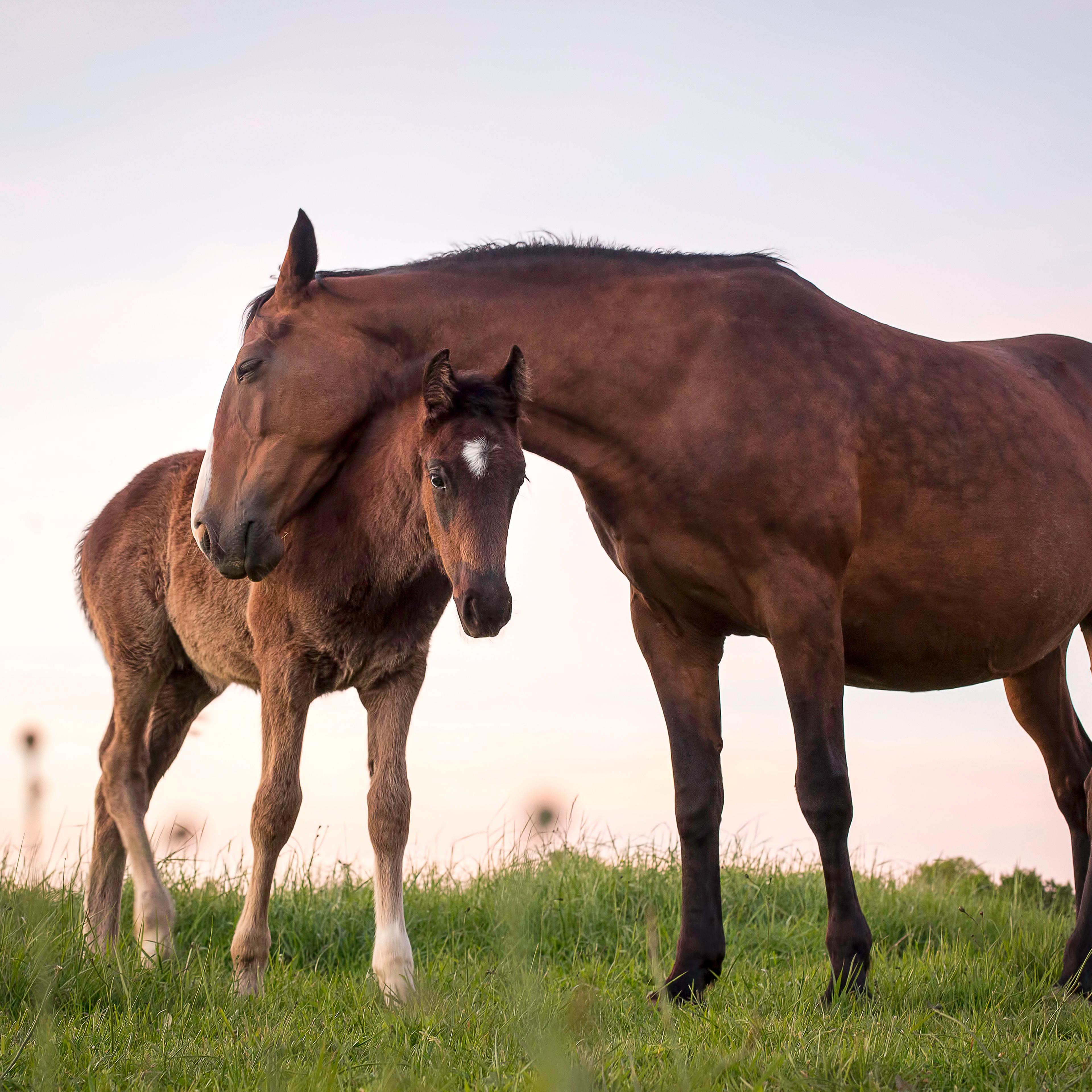 You can get $1,000 if you adopt a wild horse