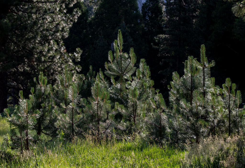 Young pine trees growing on the Valley floor on June 18, 2024, at Yosemite National Park, California