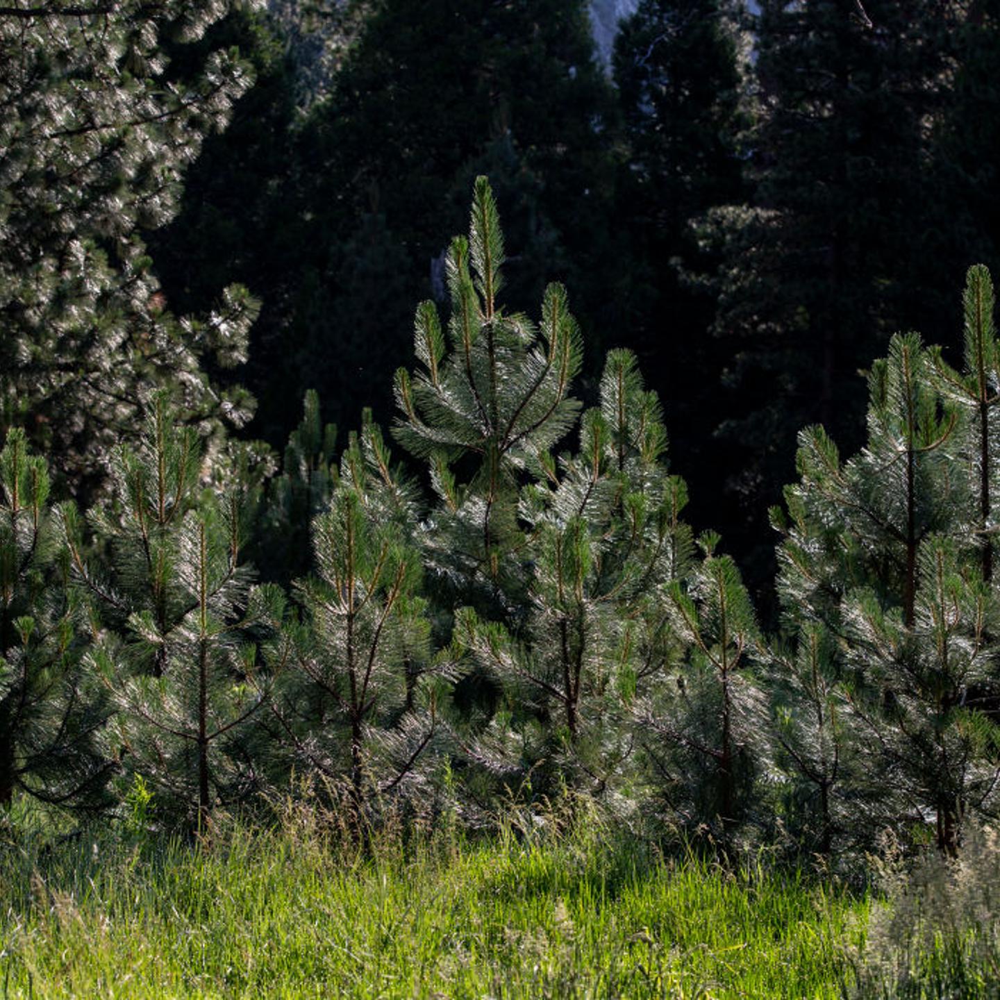 Young pine trees growing on the Valley floor on June 18, 2024, at Yosemite National Park, California