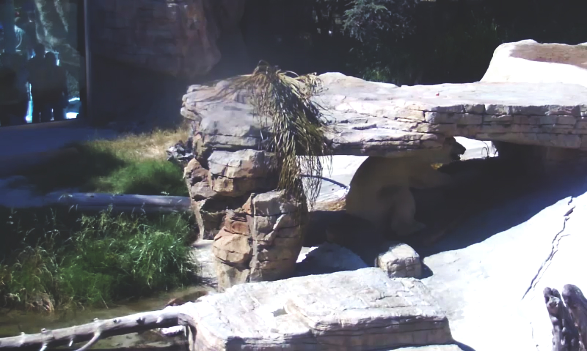 Spying on Animals: Moments from Zoo Surveillance Feeds