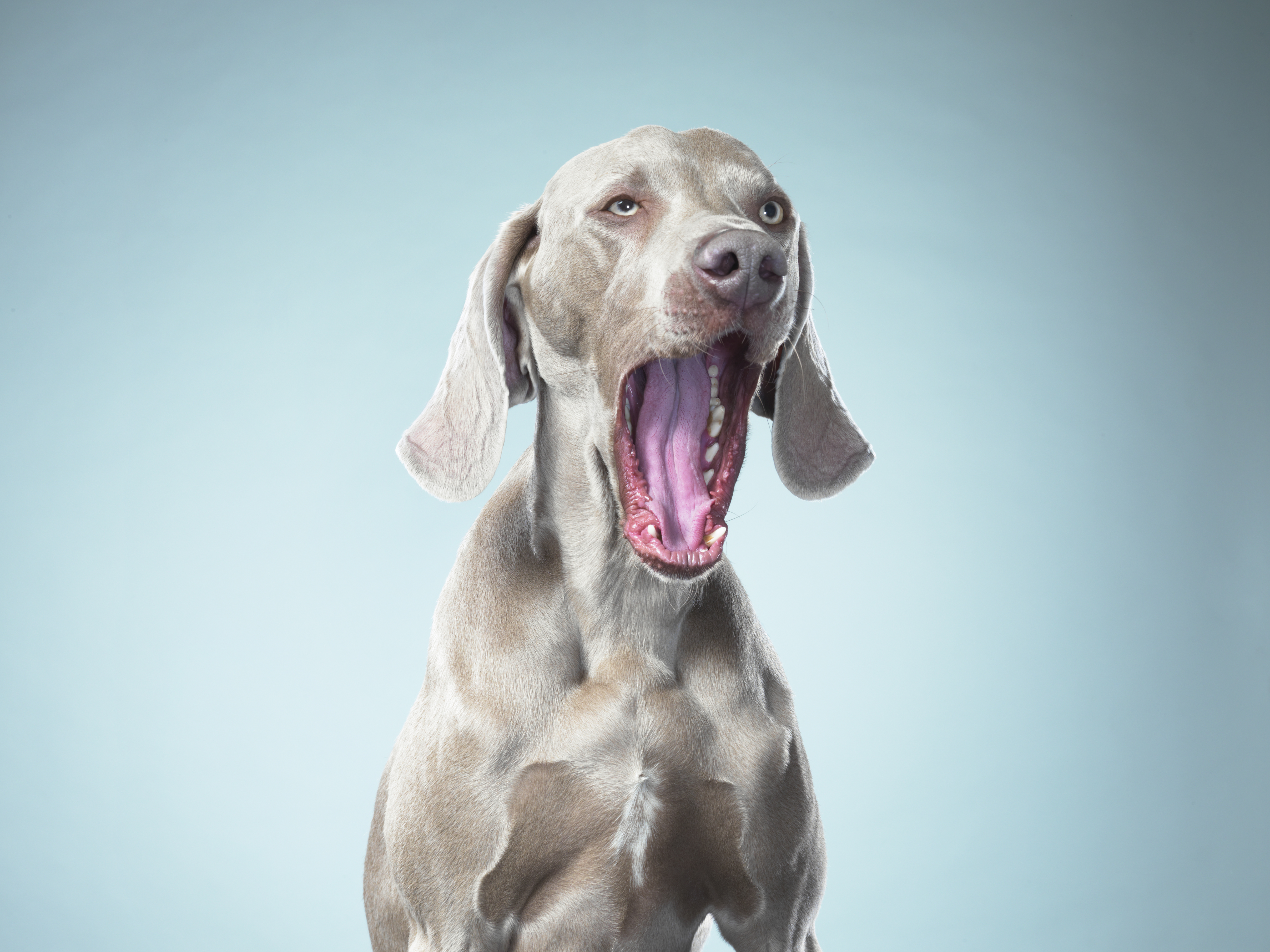 dog-yawning